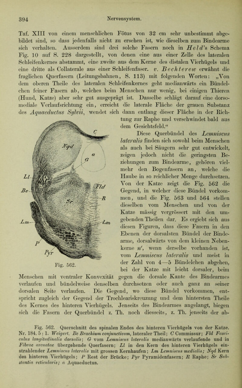 Taf. XIII von einem menschlichen Fötus von 32 cm sehr unbestimmt abge- bildet sind, so dass jedenfalls nicht zu ersehen ist, wie dieselben zum Bindearme sich verhalten. Ausserdem sind drei solche Fasern noch in Held’s Schema Fig. 10 auf S. 228 dargestellt, von denen eine aus einer Zelle des lateralen Schleifenkernes abstammt, eine zweite aus dem Kerne des distalen Vierhügels und eine dritte als Collaterale aus einer Schleifenfaser, v. Bechterew erwähnt die fraglichen Querfasern (Leitungsbahnen, S. 113) mit folgenden Worten: „Von dem oberen Theile des lateralen Schleifenkernes geht medianw^ärts ein Bündel- chen feiner Fasern ab, welches beim Menschen nur wenig, bei einigen Thieren. (Hund, Katze) aber sehr gut ausgeprägt ist. Dasselbe sclilägt darauf eine dorso- mediale Verlaufsrichtung ein, eiTeicht die laterale Fläche der grauen Substanz des Aquaeductus Sylvii^ w^endet sich dann entlang dieser Fläche in der Kich- tung zur Raphe und verschwindet bald aus dem Gesichtsfeld.“ Diese Querbündel des Lemniscus lateralis finden sich sowohl beim Menschen als auch bei Säugern sehr gut entwickelt, zeigen jedoch nicht die geringsten Be- ziehungen zum Bindearme, gehören viel- mehr den Bogenfasern an, welche die Haube in so reichlicher Menge durchsetzen. Von der Katze zeigt die Fig. 562 die Gegend, in welcher diese Bündel Vorkom- men, und die Fig, 563 und 564 stellen dieselben vom Menschen und von der Katze mässig vergrössert mit den um- gebenden Theilen dar. Es ergiebt sich aus diesen Figuren, dass diese Fasern in den Ebenen der dorsalsten Bündel der Binde- arme, dorsalwärts von dem kleinen Neben- kerne n\ wenn derselbe vorhanden ist, vom Lemniscus latercdis und meist in der Zahl von 4—5 Bündelchen abgehen, bei der Katze mit leicht dorsaler, beim Menschen mit ventraler Konvexität gegen die dorsale Kante des Bindearmes verlaufen und bündelweise denselben durchsetzen oder auch ganz an seiner dorsalen Seite verlaufen. Die Gegend, wo diese Bündel Vorkommen, ent- spricht zugleich der Gegend der Trochleariskreuzung und dem hintersten Theile des Kernes des hinteren Vierhügels. Jenseits des Bindearmes angelangt, biegen sich die Fasern der Querbündel z. Th. noch diesseits, z. Th. jenseits der ab- Fig. 562. Querschnitt des spinalen Endes des hinteren Yierhügels von der Katze. Nr. 184. 5:1. Weigert. Rc-ßracÄmm corywwcfirwm, lateraler Theil; C Commissur; Fld Fasci- culus longiludinalis dorsalis; G vom Lemniscus latercdis medianwärts verlaufende und in Fihrae arcuatae übergehende Querfasern; LI in den Kern des hinteren Vierhügels ein- strahlender Lemniscus latercdis mit grossen Kernhaufen ; Lm Lemniscus medicdis; Nqd Kern des hinteren Vierhügels; P Rest der Brücke; Fyr Pyramidenfasern; R Raphe; Sr Sub- stantia reticularis; a Aquaeductus.