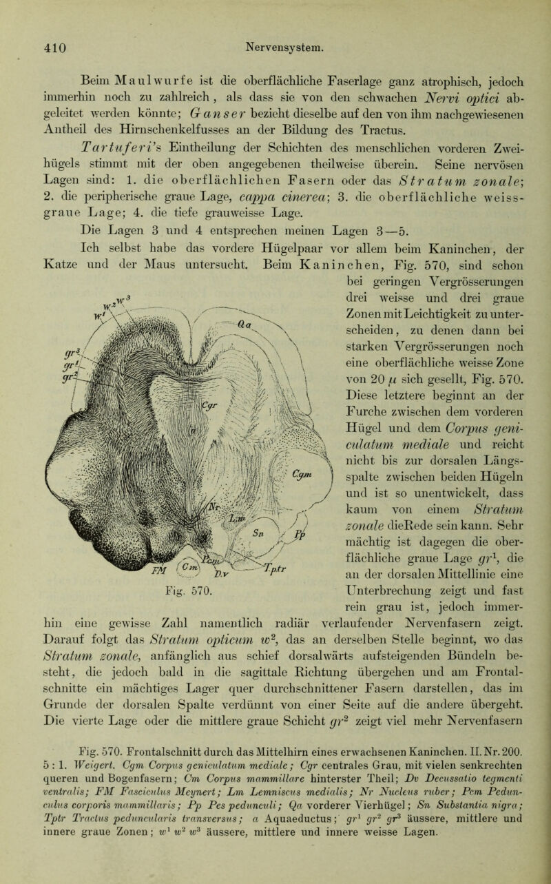 Beim Maulwurfe ist die oberfläcliliche Faserlage ganz atrophisch, jedoch immerhin noch zu zahlreich , als dass sie von den schwachen Nervi optici ab- geleitet werden könnte; Ganser bezieht dieselbe auf den von ihm nachgeAviesenen Antheil des Hirnschenkelfusses an der Bildung des Tractus. Tartuferi’^ Eintheilung der Schichten des menschlichen vorderen Zwei- hügels stimmt mit der oben angegebenen theilweise überein. Seine nervösen Lagen sind: 1. die oberflächlichen Fasern oder das Stratum zonale', 2. die peripherische graue Lage, cappa cinerea] 3. die oberflächliche weiss- graue Lage; 4. die tiefe grauweisse Lage. Die Lagen 3 und 4 entsprechen meinen Lagen 3—5. Ich selbst habe das vordere Hügelpaar vor allem beim Kaninchen, der Katze und der Maus untersucht. Beim Kaninchen, Fig. 570, sind schon bei geringen Vergrösserungen drei Aveisse und drei graue Zonen mit Leichtigkeit zu unter- scheiden, zu denen dann bei starken Vergrösserungen noch eine oberflächliche weisseZone \mn 20 p sich gesellt, Fig. 570. Diese letztere beginnt an der Furche ZAvischen dem vorderen Hügel und dem Corpus geni- cutatum mediale und reicht nicht bis zur dorsalen Längs- spalte zwischen beiden Hügeln und ist so unentAvickelt, dass kaum \on einem Stratum zoncde dieRede sein kann. Sehr mächtig ist dagegen die ober- flächliche graue Lage gr^, die an der dorsalen Mittellinie eine rein grau ist, jedoch immer- hin eine geAvisse Zahl namentlich radiär verlaufender Nervenfasern zeigt. Darauf folgt das Stratum opticum w^, das an derselben Stelle beginnt, wo das Stratum zonale, anfänglich aus schief dorsalwärts aufsteigenden Bündeln be- steht, die jedoch bald in die sagittale Richtung übergehen und am Frontal- schnitte ein mächtiges Lager quer durchschnittener Fasern darstellen, das im Grunde der dorsalen Spalte verdünnt von einer Seite auf die andere übergeht. Die AÜerte Lage oder die mittlere graue Schicht gr^ zeigt Adel mehr NerA^enfasern Fig. 570. Frontalschnitt durch das Mittelhirn eines erwachsenen Kaninchen. II. Nr. 200. 5 : 1. Weigert. Cgm Corpus geniculatum mediale ; Cgr centrales Grau, mit vielen senkrechten queren und Bogenfasern; Cm Corpus mammillare hinterster Theil; Dv Decussatio tegmenti ventralis; FM Fasciculus Meynert; Lm Lemniscus medialis; Nr Nucleus ruh er; Fern Pedun- culus corporis mammillaris; Pp Pes pedunculi; Qa vorderer Vierhügel; Sn Substantia nigra; Tptr Tractus peduncularis transversus; a Aquaeductus; gr~^ gr“^ gr^ äussere, mittlere und innere graue Zonen; ud äussere, mittlere und innere weisse Lagen.