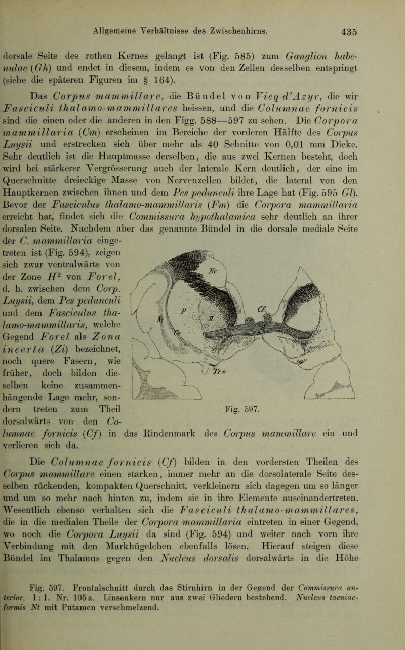 dorsale Seite des rothen Kernes gelangt ist (Fig. 585) zum Ganglion hahe- nnlae [Gh) und endet in diesem, indem es von den Zellen desselben entspringt (siehe die späteren Figuren im § 164). Das Corg)us mammillare, die Bündel von Vicq cVAzyr, die wir Fasciculi thalamo-mammillares heissen, und die Columnae fornicis sind die einen oder die anderen in den Figg. 588—597 zu sehen. Die Corpora mammillaria {Cm) erscheinen im Bereiche der vorderen Hälfte des Corpus Luysii und erstrecken sich über mehr als 40 Schnitte von 0,01 mm Dicke. Sehr deutlich ist die Hauptmasse derselben, die aus zwei Kernen besteht, doch wird bei stärkerer Vergrösserung auch der laterale Kern deutlich, der eine im Querschnitte dreieckige Masse von Nervenzellen bildet, die lateral von den Hauptkernen zwischen ihnen und dem Fespediincnli ihre Lage hat (Fig. 595 Gl). Bevor der Fasciculus thalamo-mammillaris {Fm) die Corpora mammillaria erreicht hat, findet sich die Commissura liypothalamica sehr deutlich an ihrer dorsalen Seite. Nachdem aber das genannte Bündel in die dorsale mediale Seite d&r C. mammillaria einge- treten ist (Fig. 594), zeigen sich zwar ventralwärts von der Zone von Forel, d. h. zwischen dem Corp. Luysii, dem Fes pedunculi und dem Fascimdus tha- lamo-mammillaris, welche Gegend Forel als Zona i n certa {Zi) bezeichnet, noch quere Fasern, wie früher, doch bilden die- selben keine zusammen- hängende Lage mehr, son- dern treten zum Theil dorsalwärts von den Co- hminae fornicis {Cf) in das Rindenmark des Corpus mammillare ein und verlieren sich da. Die Columnae fornicis {Cf) bilden in den vordersten .Theilen des Corpus mammillare einen starken, immer mehr an die dorsolaterale Seite des- selben rückenden, kompakten Querschnitt, verkleinern sich dagegen um so länger und um so mehr nach hinten zu, indem sie in ihre Elemente auseinandertreten. Wesentlich ebenso verhalten sich die Fasciculi thalamo-mammillares, die in die medialen Theile der Corpora mammillaria eintreten in einer Gegend, wo noch die Corpora Luysii da sind (Fig. 594) und weiter nach vorn ihre Verbindung mit den Markhügelchen ebenfalls lösen. Hierauf steigen diese Bündel im Thalamus gegen den Nucleus dorsalis dorsalwärts in die Höhe Fig. 597. Frontalschnitt durch das Stirnhirn in der Gegend der Commissura an- terior. 1:1. Nr. 105 a. Linsenkern nur aus zwei Gliedern bestehend. Nucleus taeniae- formis Nt mit Putamen verschmelzend.