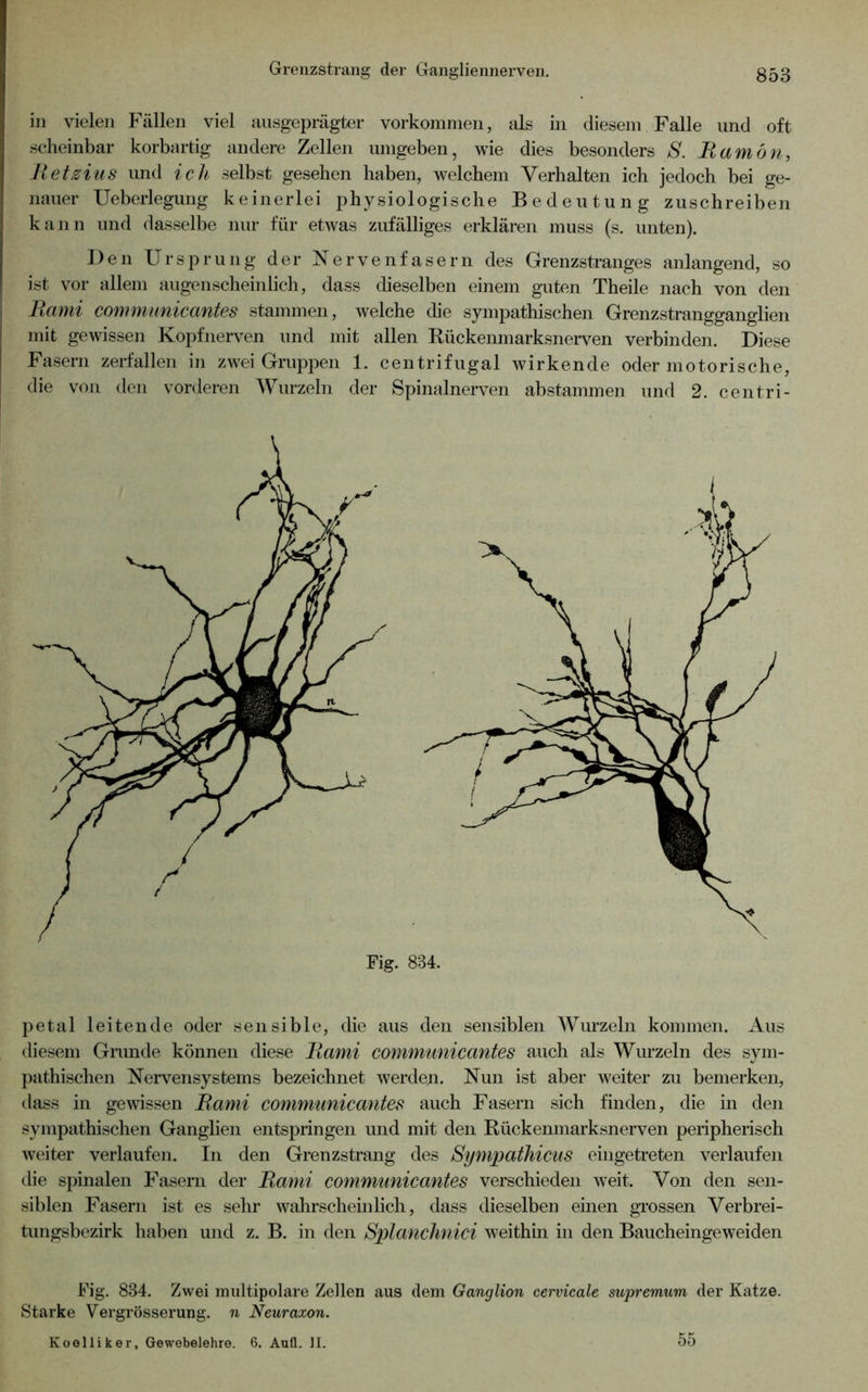 in vielen Fällen viel ausgeprägter Vorkommen, als in diesem Falle und oft scheinbar korbartig andere Zellen umgeben, wie dies besonders S. Bamön, Retzius und ich selbst gesehen haben, welchem Verhalten ich jedoch bei ge- nauer Ueberlegung keinerlei physiologische Bedeutung zuschreiben kann und dasselbe nur für etwas zufälliges erklären muss (s. unten). Den Ursprung der Nervenfasern des Grenzstranges anlangend, so ist vor allem augenscheinlich, dass dieselben einem guten Theile nach von den Rami communicantes stammen, welche die sympathischen Grenzstrangganglien I mit gewissen Kopfnerven und mit allen Rückenmarksnerven verbinden. Diese Fasern zerfallen in zwei Gruppen 1. centrifugal wirkende oder motorische, j die von den vorderen Wurzeln der Spinalnerven abstammen und 2. centri- Fig. 834. petal leitende oder sensible, die aus den sensiblen Wurzeln kommen. Aus diesem Grunde können diese Rami communicantes auch als Wurzeln des sym- pathischen Nervensystems bezeichnet werden. Nun ist aber weiter zu bemerken, dass in gewissen Rami communicantes auch Fasern sich finden, die in den sympathischen Ganglien entspringen und mit den Rückenmarksnerven peripherisch weiter verlaufen. In den Grenzstrang des Sympathicus eingetreten verlaufen die spinalen Fasern der Rami communicantes verschieden weit. Von den sen- siblen Fasern ist es sehr wahrscheinlich, dass dieselben einen grossen Verbrei- tungsbezirk haben und z. B. in den Splanclinici weithin in den Baucheingeweiden Fig. 834. Zwei multipolare Zellen aus dem Ganglion cervicale supremum der Katze. Starke Vergrösserung. n Neuraxon. Koelliker, Gewebelehre. 6. Aufl. II. 55