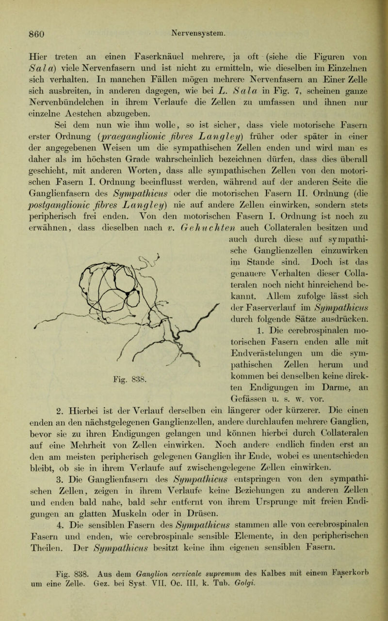 Hier treten an einen Faserknäuel mehrere, ja oft (siehe die Figuren von Sala) viele Nervenfasern und ist nicht zu ermitteln, wie dieselben im Einzelnen sich verhalten. In manchen Fällen mögen mehrere Nervenfasern an Einer Zelle sich ausbreiten, in anderen dagegen, wie bei L. Sala in Fig. 7, scheinen ganze Nervenbündelchen in ihrem Verlaufe die Zellen zu umfassen und ihnen nur einzelne Aestchen abzugeben. Sei dem nun wie ihm wolle, so ist sicher, dass viele motorische Fasern erster Ordnung {praeganglionic ßhres Langley) früher oder später in einer der angegebenen Weisen um die sympathischen Zellen enden und wird man es daher als im höchsten Grade wahrscheuilich bezeichnen dürfen, dass dies überall geschieht, mit anderen Worten, dass alle sympathischen Zellen von den motori- schen Fasern I. Ordnung beeinflusst werden, während auf der anderen Seite die Ganglienfasern des Sympatliicns oder die motorischen Fasern II. Ordnung (die postganglionic fihres Langley) nie auf andere Zellen einwirken, sondern stets peripherisch frei enden. Von den motorischen Fasern I. Ordnung ist noch zu erwähnen, dass dieselben nach v. (teil'n eil ten auch Collateralen besitzen und auch durch diese auf sympathi- sche Ganglienzellen einzuwirken im Stande sind. Doch ist das genauere Verhalten dieser Colla- teralen noch nicht hinreichend b(‘- kannt. Allem zufolge lässt sich der Faserverlauf im Sympatliicns durch folgende Sätze ausdrücken. 1. Die cerebros})inalen mo- torischen Fasern enden alle mit Endverästehmgen um die sym- pathischen Zellen herum und kommen bei denselben keine direk- ten Endigungen im Darme, an Gefässen u. s. w. vor. 2. Hierbei ist der Verlauf derselben ein längerer oder kürzerer. Die einen enden an den nächstgelegenen Ganglienzellen, andere durchlaufen mehrere Ganglien, bevor sie zu ihren Endigungen gelangen und können hierbc'i durch Collateralen auf eine Mehrheit von Zellen einwirken. Noch anden* (*ndlich finden erst an den am meisten peripherisch gelegenen Ganglien ihr Ende, wobei es imentschit'den bleibt, ob sie in ihrem Verlaufe auf zwischengelegt‘ue Zellen ein wirken. 3. Die Ganglienfasern des Sympatliicns entspringen von den sympathi- schen Zellen, zeigen in ihrem Verlaufe keine B(‘ziehungen zu anderen Zellen und enden bald nahe, bald sehr entfernt von ihrem Ursprung(' mit freien Endi- gungen an glatten Muskeln oder in Drüsen. 4. Die sensiblen Fasern des Sympatliicns stammen alle von cerebrospinahm Fasern und enden, wie cerebrospinale sensible Elemente, in den peripherisclaMi Theilen. Der Sympatliicns besitzt k(Miie ihm eigenen sensiblen Fasern. Fig. 838. Aus dem Ganglion cervicale supremnm des Kalbes mit einem Faserkorb um eine Zelle. Gez. bei Syst. VII. Oc. III, k. Tub. Golgi.