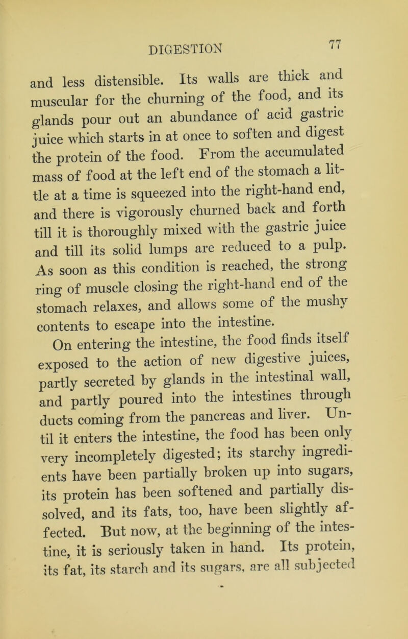 and less distensible. Its walls are thick and muscular for the churning of the food, and its glands pour out an abundance of acid gastric juice which starts in at once to soften and digest the protein of the food. From the accumulated mass of food at the left end of the stomach a lit- tle at a time is squeezed into the right-hand end, and there is vigorously churned back and forth till it is thoroughly mixed with the gastric juice and till its solid lumps are reduced to a pulp. As soon as this condition is reached, the stiong ring of muscle closing the right-hand end of the stomach relaxes, and allows some of the mushy contents to escape into the intestine. On entering the intestine, the food finds itself exposed to the action of new digestive juices, partly secreted by glands in the intestinal wall, and partly poured into the intestines through ducts coming from the pancreas and liver. Un- til it enters the intestine, the food has been only very incompletely digested; its starchy ingredi- ents have been partially broken up into sugars, its protein has been softened and partially dis solved, and its fats, too, have been slightly af- fected. But now, at the beginning of the intes- tine, it is seriously taken in hand. Its protein, its fat, its starch and its sugars, are all subjected