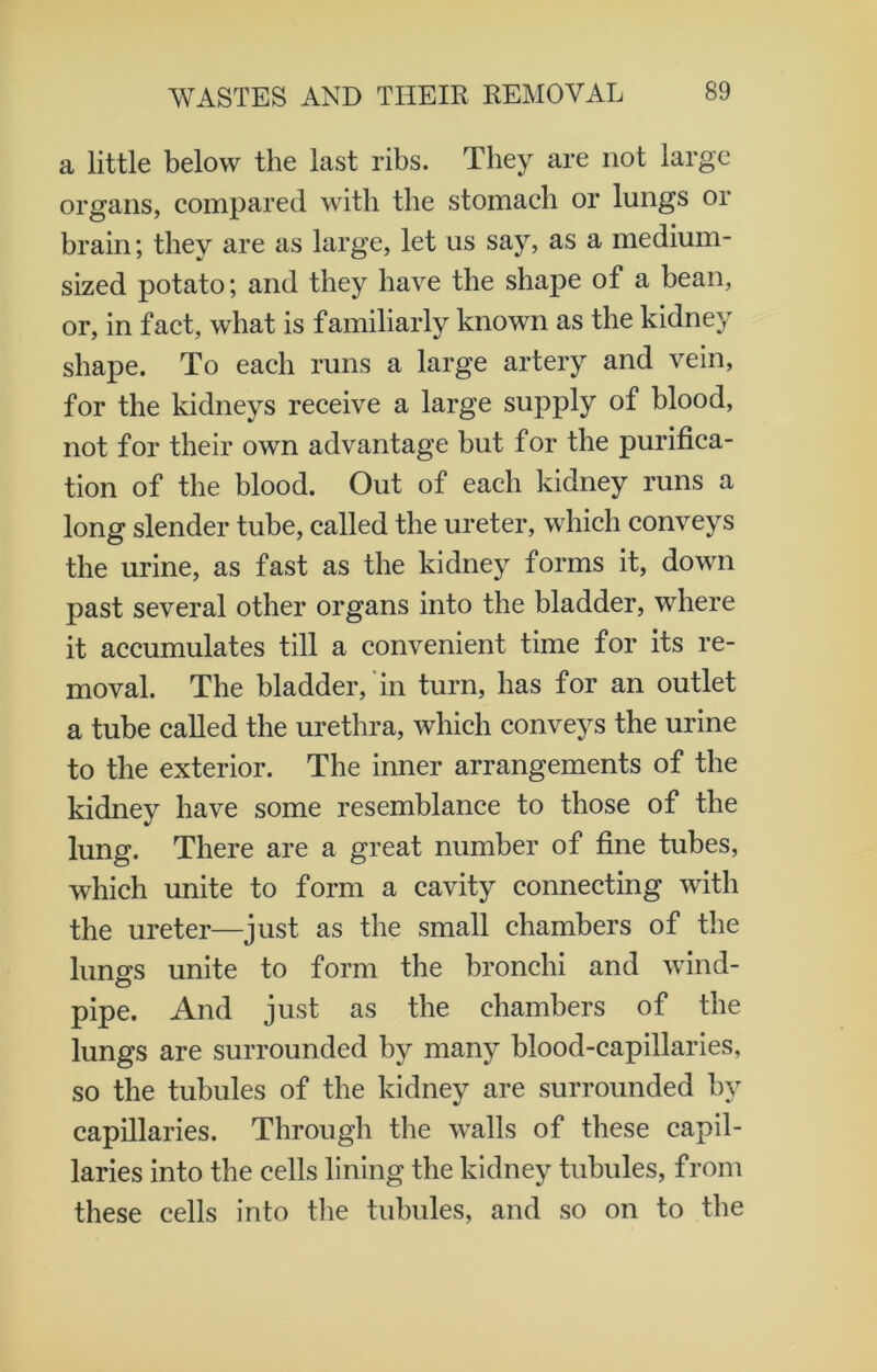 a little below the last ribs. They are not large organs, compared with the stomach or lungs or brain; they are as large, let us say, as a medium- sized potato; and they have the shape of a bean, or, in fact, what is familiarly known as the kidney shape. To each runs a large artery and vein, for the kidneys receive a large supply of blood, not for their own advantage but for the purifica- tion of the blood. Out of each kidney runs a long slender tube, called the ureter, which conveys the urine, as fast as the kidney forms it, down past several other organs into the bladder, where it accumulates till a convenient time for its re- moval. The bladder, in turn, has for an outlet a tube called the urethra, which conveys the urine to the exterior. The inner arrangements of the kidney have some resemblance to those of the lung. There are a great number of fine tubes, which unite to form a cavity connecting with the ureter—just as the small chambers of the lungs unite to form the bronchi and wind- pipe. And just as the chambers of the lungs are surrounded by many blood-capillaries, so the tubules of the kidney are surrounded by capillaries. Through the walls of these capil- laries into the cells lining the kidney tubules, from these cells into the tubules, and so on to the