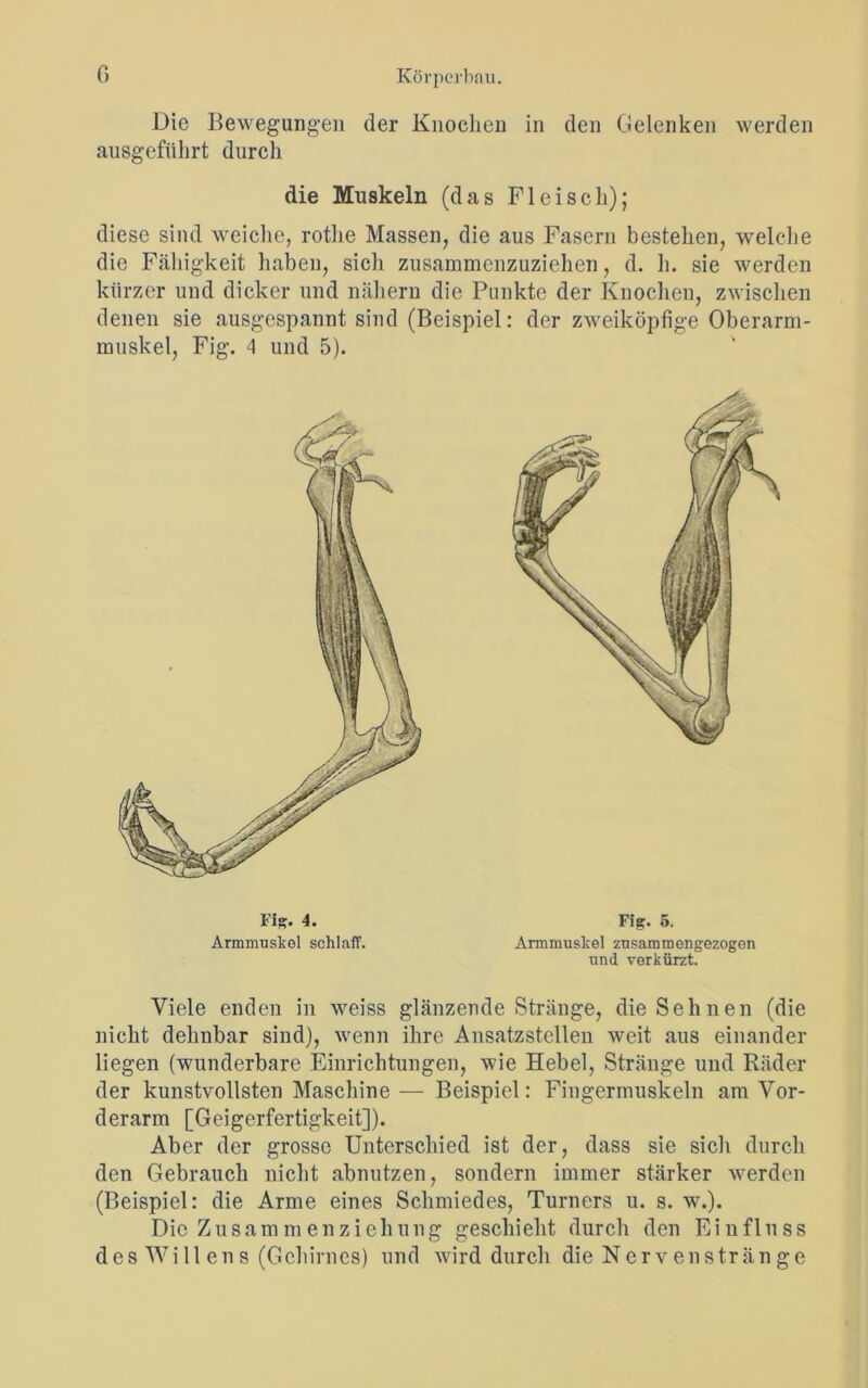 Die Bewegungen der Knochen in den Gelenken werden ausgefiilirt durch diese sind weiche, rothe Massen, die aus Fasern bestehen, welche die Fähigkeit haben, sich zusammenzuziehen, d. h. sie werden kürzer und dicker und nähern die Punkte der Knochen, zwischen denen sie ausgespannt sind (Beispiel: der zweiköpfige Oberarm- muskel, Fig. 4 und 5). Viele enden in weiss glänzende Stränge, die Sehnen (die nicht dehnbar sind), wenn ihre Ansatzstellen weit aus einander liegen (wunderbare Einrichtungen, wie Hebel, Stränge und Räder der kunstvollsten Maschine — Beispiel: Fingermuskeln am Vor- derarm [Geigerfertigkeit]). Aber der grosse Unterschied ist der, dass sie sich durch den Gebrauch nicht abnutzen, sondern immer stärker werden (Beispiel: die Arme eines Schmiedes, Turners u. s. w.). Die Zu sam men zieh ung geschieht durch den Einfluss des Wi 11 en s (Gehirnes) und wird durch die Nervenstränge die Muskeln (das Fleisch); Fig. 4. Armmuskel schlaff. Fig. 5. Armmuskel zusammengezogen und verkürzt.
