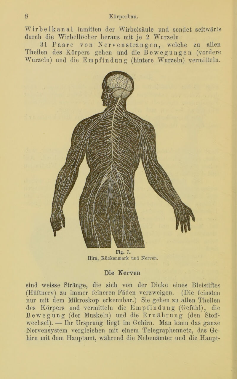 Wirbelkanal inmitten der Wirbelsäule und sendet seitwärts durch die Wirbellöclier heraus mit je 2 Wurzeln 31 Paare von Nervensträngen, welche zu allen Theilen des Körpers gehen und die Bewegungen (vordere Wurzeln) und die Empfindung (hintere Wurzeln) vermitteln. FI??- 7. Hirn, Rückenmark und Nerven. Die Nerven sind weisse Stränge, die sich von der Dicke eines Bleistiftes (Hiiftnerv) zu immer feineren Fäden verzweigen. (Die feinsten nur mit dem Mikroskop erkennbar.) Sie gehen zu allen Theilen des Körpers und vermitteln die Empfindung (Gefühl), die Bewegung (der Muskeln) und die Ernährung (den Stoff- wechsel). — Ihr Ursprung liegt im Gehirn. Man kann das ganze Nervensystem vergleichen mit einem Telegraphennetz, das Ge- hirn mit dem Hauptamt, während die Nebenämter und die Haupt-
