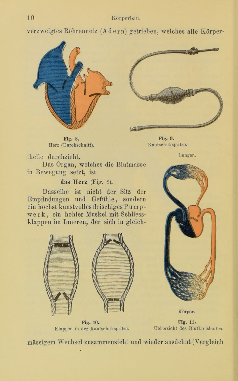 verzweigtes Rölirennetz (Adern) getrieben, welches alle Körper- Fig. S. Herz (Durchschnitt). Fig. 9. Kautschukspritzo. tlieile durchzieht. Das Organ, welches die Blutmasse in Bewegung setzt, ist das Herz (Fig. 8). Dasselbe ist nicht der Sitz der Empfindungen und Gefühle, sondern ein höchst kunstvolles fleischiges Pump- werk, ein hohler Muskel mit Schliess- klappen im Inneren, der sich in gleich- Fig. io. Klappen in der Kautschukspritze. I.uneen. Körper. Fig. 11. Uebersicht des Blutkreislaufes. massigem Wechsel zusammenzieht und wieder ausdehnt (Vergleich