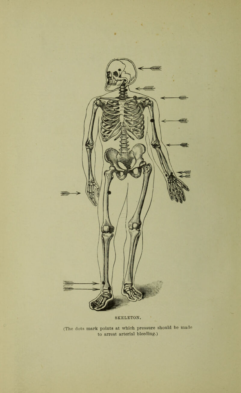 (The dots mark points at which pressure should be made to arrest arterial bleeding.)