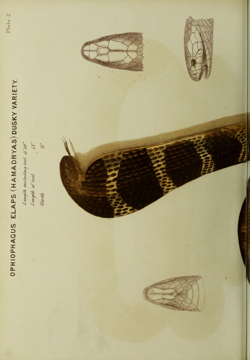 OPHIOPHAGUS ELAPS (HAMADRYAS) DUSKY VARIETY. fnif JJ'JO.