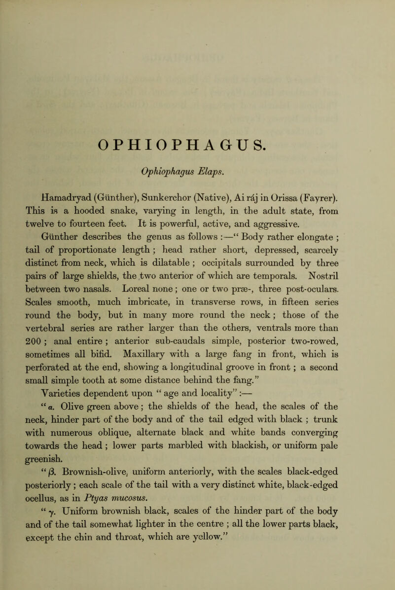 OPHIOPHAGUS. Ophiophagus Elaps. Hamadryad (Gunther), Sunkerchor (Native), Ai rdj in Orissa (Fayrer). This is a hooded snake, varying in length, in the adult state, from twelve to fourteen feet. It is powerful, active, and aggressive. Gunther describes the genus as follows :—“ Body rather elongate ; tail of proportionate length; head rather short, depressed, scarcely distinct from neck, which is dilatable; occipitals surrounded by three pairs of large shields, the two anterior of which are temporals. Nostril between two nasals. Boreal none ; one or two prae-, three post-oculars. Scales smooth, much imbricate, in transverse rows, in fifteen series round the body, but in many more round the neck; those of the vertebral series are rather larger than the others, ventrals more than 200 ; anal entire ; anterior sub-caudals simple, posterior two-rowed, sometimes all bifid. Maxillary with a large fang in front, which is perforated at the end, showing a longitudinal groove in front; a second small simple tooth at some distance behind the fang.” Varieties dependent upon “ age and locality” :— “ a. Olive green above; the shields of the head, the scales of the neck, hinder part of the body and of the tail edged with black ; trunk with numerous oblique, alternate black and white bands converging towards the head ; lower parts marbled with blackish, or uniform pale greenish. “ j3. Brownish-olive, uniform anteriorly, with the scales black-edged posteriorly; each scale of the tail with a very distinct white, black-edged ocellus, as in Ptyas mucosus. “ 7. Uniform brownish black, scales of the hinder part of the body and of the tail somewhat lighter in the centre ; all the lower parts black, except the chin and throat, which are yellow.”