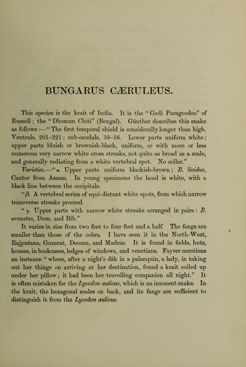 This species is the krait of India. It is the “ Gedi Paragoodoo” of PusseU ; the “Dhomun Chiti” (Bengal). Gunther describes this snake as follows :—“ The first temporal shield is considerally longer than high. Ventrals, 201-221 ; sub-caudals, 38-56. Lower parts uniform white; upper parts bluish or brownish-black, uniform, or with more or less numerous very narrow white cross streaks, not quite as broad as a scale, and generally radiating from a white vertebral spot. No collar.” Varieties.—“ a. Upper parts uniform blackish-brown ; B. lividus, Cautor fiom Assam. In young specimens the head is white, with a black line between the occipitals. “/3. A vertebral series of equi-distant white spots, from which narrow transverse streaks proceed. “ y. Upper parts with narrow white streaks arranged in pairs : B. arcuatus, Dum. and Bib.” It varies in size from two feet to four feet and a half The fangs are smaller than those of the cobra. I have seen it in the North-West, Bajputana, Guzerat, Deccan, and Madras. It is found in fields, huts, houses, in bookcases, ledges of windows, and Venetians. Fayrer mentions an instance “ where, after a night’s dak in a palanquin, a lady, in taking out her things on arriving at her destination, found a krait coiled up under her pillow; it had been her travelling companion all night.” It is often mistaken for the Lycodon aulicus, which is an innocent snake. In the krait, the hexagonal scales on back, and its fangs are sufficient to distinguish it from the Lycodon aulicus.