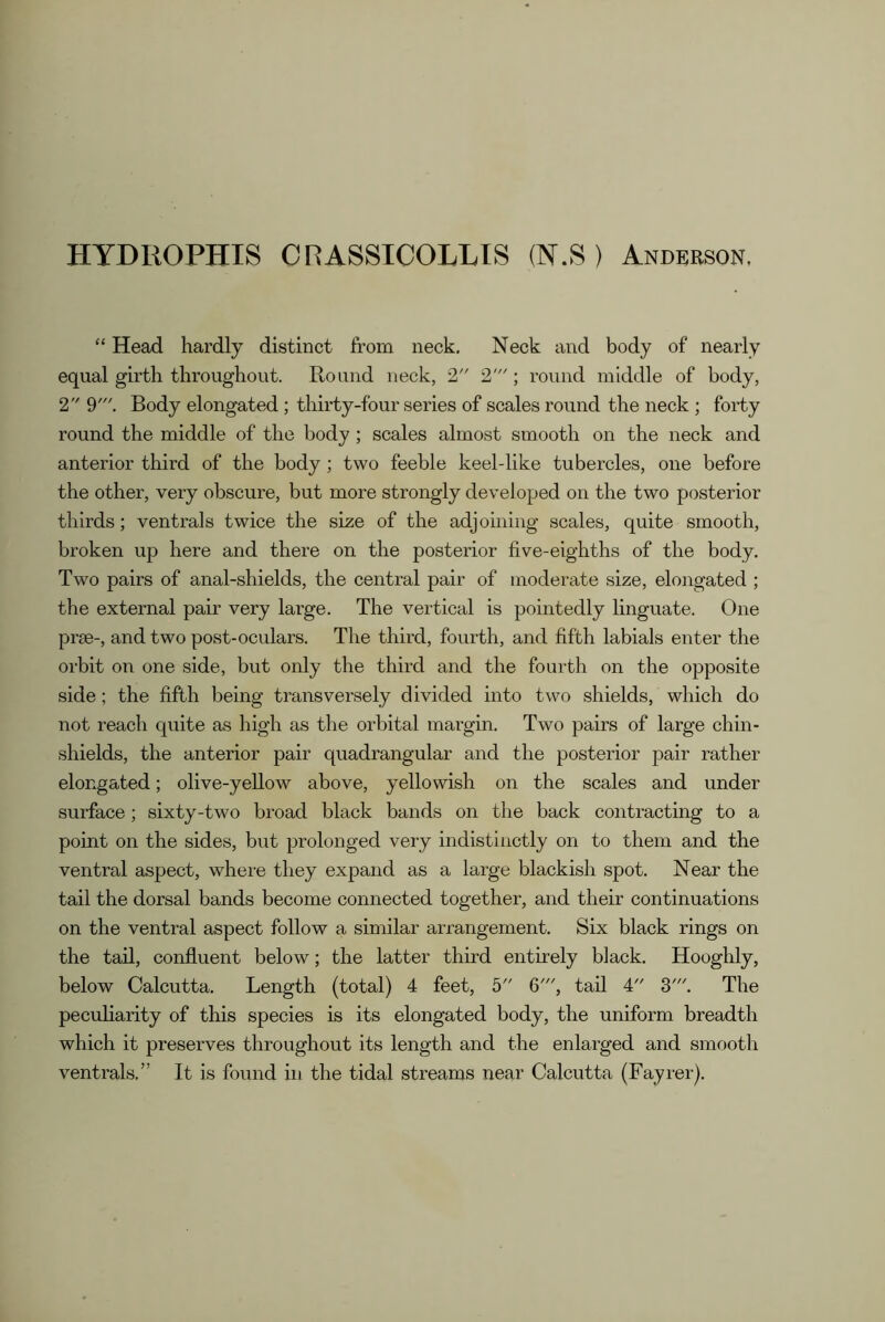 HYDROPHIS CRASSICOLLIS (N.8 ) Anderson, “ Head hardly distinct from neck. Neck and body of nearly equal girth throughout. Hound neck, 2 2'; round middle of body, 2 9'. Body elongated ; thirty-four series of scales round the neck ; forty round the middle of the body; scales almost smooth on the neck and anterior third of the body; two feeble keel-like tubercles, one before the other, very obscure, but more strongly developed on the two posterior thirds; ventrals twice the size of the adjoining scales, quite smooth, broken up here and there on the posterior five-eighths of the body. Two pairs of anal-shields, the central pair of moderate size, elongated ; the external pair very large. The vertical is pointedly linguate. One prse-, and two post-oculars. The third, fourth, and fifth labials enter the orbit on one side, but only the third and the fourth on the opposite side ; the fifth being transversely divided into two shields, which do not reach quite as high as the orbital margin. Two pairs of large chin- shields, the anterior pair quadrangular and the posterior pair rather elongated; olive-yellow above, yellowish on the scales and under surface; sixty-two broad black bands on the back contracting to a point on the sides, but prolonged very indistinctly on to them and the ventral aspect, where they expand as a large blackish spot. Near the tail the dorsal bands become connected together, and their continuations on the ventral aspect follow a similar arrangement. Six black rings on the tail, confluent below; the latter third entirely black. Hooghly, below Calcutta. Length (total) 4 feet, 5 6', tail 4 3'. The peculiarity of this species is its elongated body, the uniform breadth which it preserves throughout its length and the enlarged and smooth ventrals.” It is found in the tidal streams near Calcutta (Fayrer).