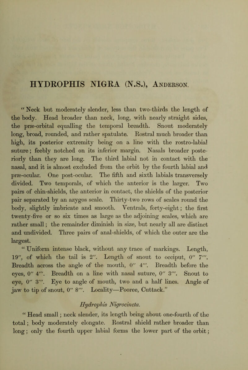 “ Neck but moderately slender, less than two-thirds the length of the body. Head broader than neck, long, with nearly straight sides, the prse-orbital equalling the temporal breadth. Snout moderately long, broad, rounded, and rather spatulate. Rostral much broader than high, its posterior extremity being on a line with the rostro-labial suture; feebly notched on its inferior margin. Nasals broader poste- riorly than they are long. The third labial not in contact with the nasal, and it is almost excluded from the orbit by the fourth labial and prm-ocular. One post-ocular. The fifth and sixth labials transversely divided. Two temporals, of which the anterior is the larger. Two pairs of chin-shields, the anterior in contact, the shields of the posterior pair separated by an azygos scale. Thirty-two rows of scales round the body, slightly imbricate and smooth. Ventrals, forty-eight; the first twenty-five or so six times as large as the adjoining scales, which are rather small; the remainder diminish in size, but nearly all are distinct and undivided. Three pairs of anal-shields, of which the outer are the largest. “ Uniform intense black, without any trace of markings. Length, 19, of which the tad is 2. Length of snout to occiput, 0 7'. Breadth across the angle of the mouth, 0 4'. Breadth before the eyes, 0 4'. Breadth on a line with nasal suture, 0 3'. Snout to eye, 0 3'. Eye to angle of mouth, two and a half lines. Angle of jaw to tip of snout, 0 8'. Locality—Pooree, Cuttack.” Hydrojjhis Nigrocincta. “ Head small; neck slender, its length being about one-fourth of the total; body moderately elongate. Rostral shield rather broader than long; only the fourth upper labial forms the lower part of the orbit;