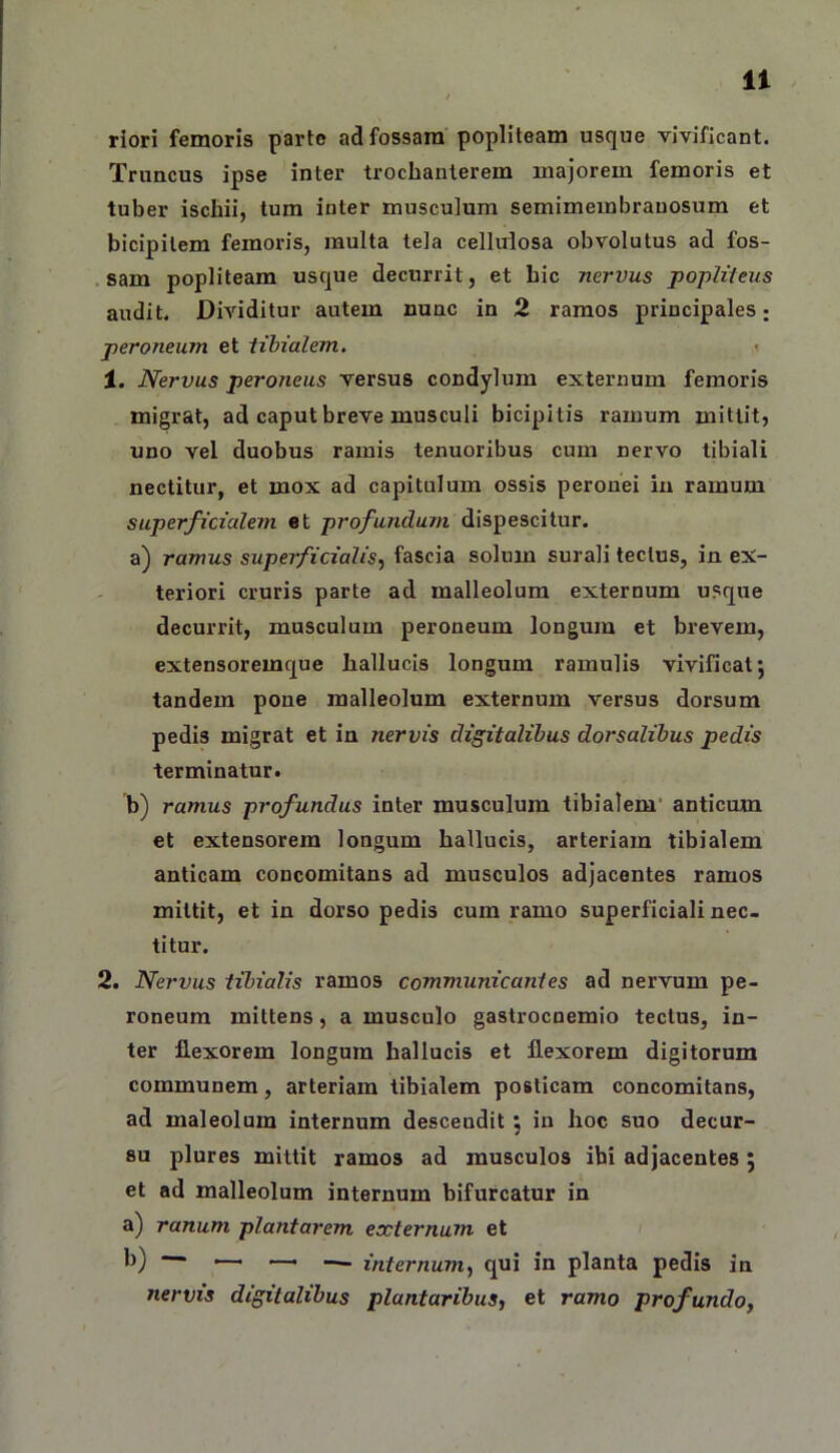riori femoris parte ad fossam popliteam usque vivificant. Truncus ipse inter trochanterem majorem femoris et tuber ischii, tum inter musculum semimembranosum et bicipitem femoris, multa tela cellulosa obvolutus ad fos- . sam popliteam usque decurrit, et hic nervus popliteus audit. Dividitur autem nunc in 2 ramos principales; peroneum et tibialem. < 1. Nervus peroneus versus condylum externum femoris migrat, ad caput breve musculi bicipitis ramum mittit, uno vel duobus ramis tenuoribus cum nervo tibiali nectitur, et mox ad capitulum ossis peronei iu ramum superficialem et profundum dispescitur. a) ramus superficialis, fascia solum surali tectus, in ex- teriori cruris parte ad malleolum externum usque decurrit, musculum peroneum longum et brevem, extensoremque hallucis longum ramulis vivificat j tandem pone malleolum externum versus dorsum pedis migrat et in nervis digitalibus dorsalibus pedis terminatur. b) ramus profundus inter musculum tibialem’ anticum et extensorem longum hallucis, arteriam tibialem anticam concomitans ad musculos adjacentes ramos mittit, et in dorso pedis cum ramo superficiali nec- titur. 2. Nervus tibialis ramos communicantes ad nervum pe- roneum mittens, a musculo gastrocnemio tectus, in- ter flexorem longum hallucis et flexorem digitorum communem, arteriam tibialem posticam concomitans, ad maleolum internum descendit \ in hoc suo decur- su plures mittit ramos ad musculos ibi adjacentes 5 et ad malleolum internum bifurcatur in a) ranum plantarem externum et h) — —- —I — internum, qui in planta pedis in nervis digitalibus plantaribus, et ramo profundo,