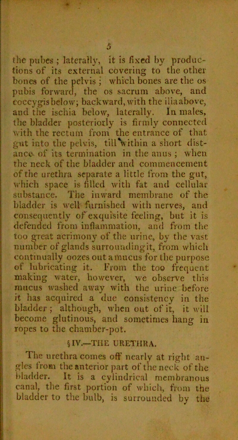 the pubes ; laterally, it is fixed by produc- tions of its external covering to the other bones of the pelvis ; which bones are the os pubis forward, the os sacrum above, and coccygisbelow; backward, with the iliaabove, and the ischia below, laterally. In males, the bladder posteriorly is firmly connected with the rectum from the entrance of that gut into the pelvis, tillVithin a short dist- ance of its termination in the anus ; when the neck of the bladder and commencement of the urethra separate a little from the gut, which space is filled with fat and cellular substance. The inward membrane of the bladder is well furnished with nerves, and consequently of exquisite feeling, but it is defended from inflammation, and from the too great acrimony of the urine, by the vast number of glands surrounding it, from which continually oozes out a mucus for the purpose of lubricating it. From the too frequent making water, however, we observe this mucus washed away with the urine before it has acquired a due consistency in the bladder ; although, when out of it, it will become glutinous, and sometimes hang in ropes to the chamber-pot. § IV.—THE URETHRA. The urethra comes off nearly at right an- gles from the anterior part of the neck of the bladder. It is a cylindrical membranous canal, the first portion of which, from the bladder to the bulb, is surrounded by the