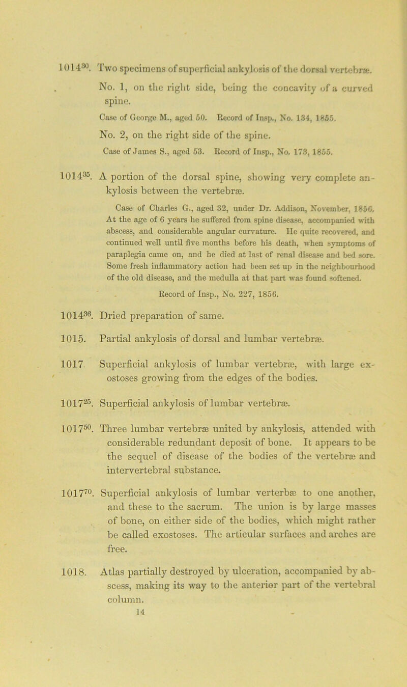 101430. Two specimens of superficial ankylosis of the dorsal vertebras. No. 1, on the right side, being the concavity of a curved spine. Case of George M., aged 50. Record of Insp,, No. 134, 1355. No. 2, on the right side of the spine. Case of James S., aged 53. Record of Insp., No. 173, 1855. 101435. A portion of the dorsal spine, showing very complete an- kylosis between the vertebrae. Case of Charles G., aged 32, under Dr. Addison, November, 185C. At the age of 6 years he suffered from spine disease, accompanied with abscess, and considerable angular curvature. He quite recovered, and continued well until five months before his death, when symptoms of paraplegia came on, and he died at last of renal disease and bed 6ore. Some fresh inflammatory action had been set up in the neighbourhood of the old disease, and the medulla at that part was found softened. Record of Insp., No. 227, 1856. 101436. Dried preparation of same. 1015. Partial ankylosis of dorsal and lumbar vertebra. 1017 Superficial ankylosis of lumbar vertebra, with large ex- ostoses growing from the edges of the bodies. 101725. Superficial ankylosis of lumbar vertebra. 101750. Three lumbar vertebra united by ankylosis, attended with considerable redundant deposit of bone. It appears to be the sequel of disease of the bodies of the vertebra and intervertebral substance. 101770. Superficial ankylosis of lumbar verterbte to one another. and these to the sacrum. The union is by large masses of bone, on either side of the bodies, which might rather be called exostoses. The articular surfaces and arches are free. 1018. Atlas partially destroyed by ulceration, accompanied by ab- scess, making its way to the anterior part of the vertebral column.