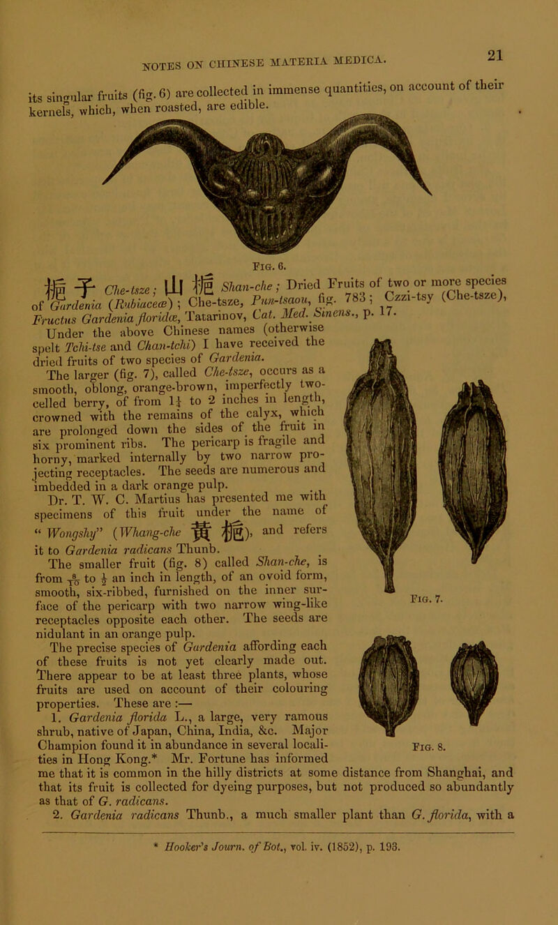 its singular fruits (fig. 6) are collected in immense quantities, on account of tbeir kernels, which, when roasted, are edible. Fig. 6. « -f- Cb-lm; 111 +1 SUn-che-, Dried Fruteol two or m„,e 8^ie» JkrdLw. (IMnace.c) ; Cl.e-tsze, S* 7»'!. C^i-tsy (Cl.e-tszc), Fructns Gardenia floridce, Tatannov, Cat. Med. bmens., p. 17. Under the above Chinese names (otherwise spelt Tchi-tse and Chan-tchi) I have received the dried fruits of two species of Gardenia. The larger (fig. 7), called Chc-tsze, occurs as a smooth, oblong, orange-brown, imperfectly two- celled berry, of from H to 2 inches m length, crowned with the remains of the calyx, which are prolonged down the sides of. the fruit in six prominent ribs. The pericarp is fragile and horny, marked internally by two narrow pro- jecting receptacles. The seeds are numerous and imbedded in a dark orange pulp. Dr. T. W. C. Martius has presented me with specimens of this fruit under the name of “ Wongshy (Whang-che ^ and refers it to Gardenia radicans Thunb. The smaller fruit (fig. 8) called Shan-che, is from T% to ^ an inch in length, of an ovoid form, smooth, six-ribbed, furnished on the inner sur- face of the pericarp with two narrow wing-like receptacles opposite each other. The seeds are nidulant in an orange pulp. The precise species of Gardenia affording each of these fruits is not yet clearly made out. There appear to be at least three plants, whose fruits are used on account of their colouring properties. These are :— 1. Gardenia florida L., a large, very ramous shrub, native of Japan, China, India, &c. Major Champion found it in abundance in several locali- ties in Hong Kong.* Mr. Fortune has informed me that it is common in the hilly districts at some distance from Shanghai, and that its fruit is collected for dyeing purposes, but not produced so abundantly as that of G. radicans. 2. Gardenia radicans Thunb., a much smaller plant than G.Jiorida, with a Fig. 7. Fig. 8. * Hooker's Journ. of Bot., vol, iv. (1852), p. 193.