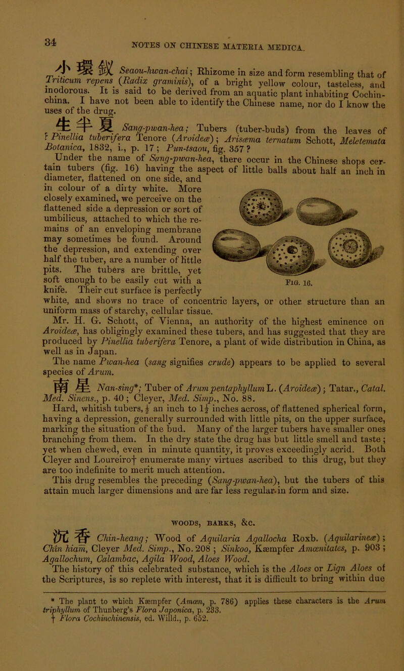 Seaou-hwan-chai; Rhizome in size and form resembling that of lnticum repens {Radix graminis), of a bright yellow colour, tasteless, and inodorous. It is said to be derived from an aquatic plant inhabiting Cochin- china. I have not been able to identify the Chinese name, nor do I know the uses of the drug. , —1“* M Sang-pwan-hea; Tubers (tuber-buds) from the leaves of rPinellia tuber if era Tenore (Aroidece) ; Ariscema ternatum Schott, Meletemata Botamca, 1832, i., p. 17 ; Pun-tsaou, fig. 357 ? Under the name of Sang-pwan-hea, there occur in the Chinese shops cer- tain tubers (fig. 16) having the aspect of little balls about half an inch in diameter, flattened on one side, and in colour of a dirty white. More closely examined, we perceive on the flattened side a depression or sort of umbilicus, attached to which the re- mains of an enveloping membrane may sometimes be found. Around the depression, and extending over half the tuber, are a number of little pits. The tubers are brittle, yet soft enough to be easily cut with a Eia. 16< knife. Their cut surface is perfectly white, and shows no trace of concentric layers, or other structure than an uniform mass of starchy, cellular tissue. Mr. H. G. Schott, of Vienna, an authority of the highest eminence on Aroidece, has obligingly examined these tubers, and has suggested that they are produced by Pinellia tuberifera Tenore, a plant of wide distribution in China, as well as in Japan. The name Pwan-hea (sang signifies crude) appears to be applied to several species of Arum. □E Nan-sing*; Tuber of Arumpentaphyllum L. (Aroidece); Tatar., Catal. Med. Sinens., p. 40; Cleyer, Med. Simp., No. 88. Hard, whitish tubers, £ an inch to inches across, of flattened spherical form, having a depression, generally surrounded with little pits, on the upper surface, marking the situation of the bud. Many of the larger tubers have smaller ones branching from them. In the dry state the drug has but little smell and taste; yet when chewed, even in minute quantity, it proves exceedingly acrid. Both Cleyer and Loureirof enumerate many virtues ascribed to this drug, but they are too indefinite to merit much attention. This drug resembles the preceding (Sang-pwan-hea), but the tubers of this attain much larger dimensions and are far iess regular, in form and size. WOODS, BARKS, &C. Chin-heang; Wood of Aqidlaria Agallocha Roxb. (Aquilarinece); Chin hiaih, Cleyer Med. Simp., No. 208 ; Sinkoo, Kaunpfer Amoenitates, p. 903 ; Agallochum, Calambac, Agila Wood, Aloes Wood. The history of this celebrated substance, which is the Aloes or Lign Aloes of the Scriptures, is so replete with interest, that it is difficult to bring within due * The plant to which Ksempfer (Amcen, p. 786) applies these characters is the .4ru»j triphyllum of Thunberg’s Flora Japonica, p. 233. f Flora Cochinchinensis, etl. Willd., p. 652.