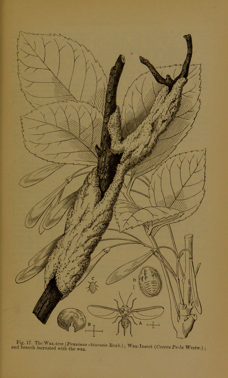 Koxb'); Wax*Insect (CoccusPda Westw.) •