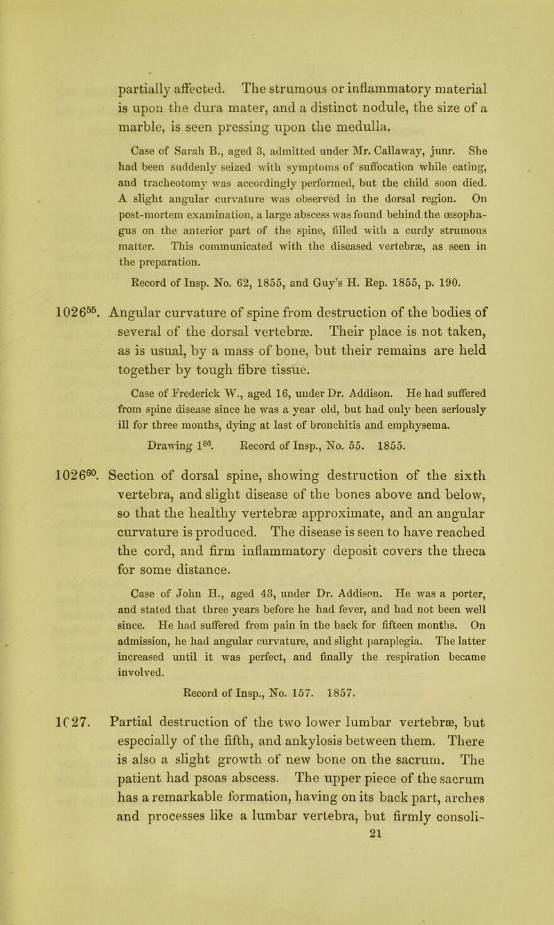 partially aiFected. The strumous or inflammatory material is upon the dura mater, and a distinct nodule, the size of a marble, is seen pressing upon the medulla. Case of Sarah B., aged 3, admitted under Mr. Callaway, junr. She had been suddenly seized with symptoms of suffocation while eating, and tracheotomy was accordingly performed, but the child soon died. A slight angular curvature was observed in the dorsal region. On post-mortem examination, a large abscess was found behind the oesopha- gus on the anterior part of the spine, filled with a curdy strumous matter. This commmiicated with the diseased vertebrae, as seen in the preparation. Record of Insp. No. 62, 1855, and Guy’s H. Rep. 1855, p. 190. 1026^^. Angular curvature of spine from destruction of the bodies of several of the dorsal vertebrte. Their place is not taken, as is usual, by a mass of bone, but their remains are held together by tough fibre tissue. Case of Frederick W., aged 16, under Dr. Addison. He had suffered from spine disease since he was a year old, but had only been seriously ill for three months, dying at last of bronchitis and emphysema. Drawing 1®®. Record of Insp., No. 55. 1855. 1026®®. Section of dorsal spine, showing destruction of the sixth vertebra, and slight disease of the bones above and below, so that the healthy vertebrae approximate, and an angular curvature is produced. The disease is seen to have reached the cord, and firm inflammatory deposit covers the theca for some distance. Case of John H., aged 43, under Dr. Addison. Fie was a porter, and stated that three years before he had fever, and had not been well since. He had suffered from pain in the back for fifteen months. On admission, he had angular curvature, and slight paraplegia. The latter increased until it was perfect, and finally the respiration became involved. Record of Insp., No. 157. 1857. 1C27. Partial destruction of the two lower lumbar vertebrte, but especially of the fifth, and ankylosis between them. There is also a slight growth of new bone on the sacrum. The patient had psoas abscess. The upper piece of the sacrum has a remarkable formation, having on its back part, arches and processes like a lumbar vertebra, but firmly consoli-