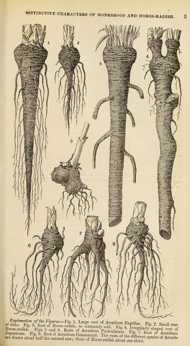 E^lanai^ of the Figures.—Fig. 1. Large root of Aconitum NaDellnc! Fi'n- o c n x of ditto. Fig. 3. Root of Horse-radish, as commonly sold Fip- 4 ?rrpmii i ^ Horse-radish. Figs. 5 and 6. Roots of AconCmYantlaS F St Japonicum. Fig. 8. Root of Aconitum Cammarum The rootsTthp Aconitum are drawn about half the natural size; those of Horse-ndish aboL onefhS