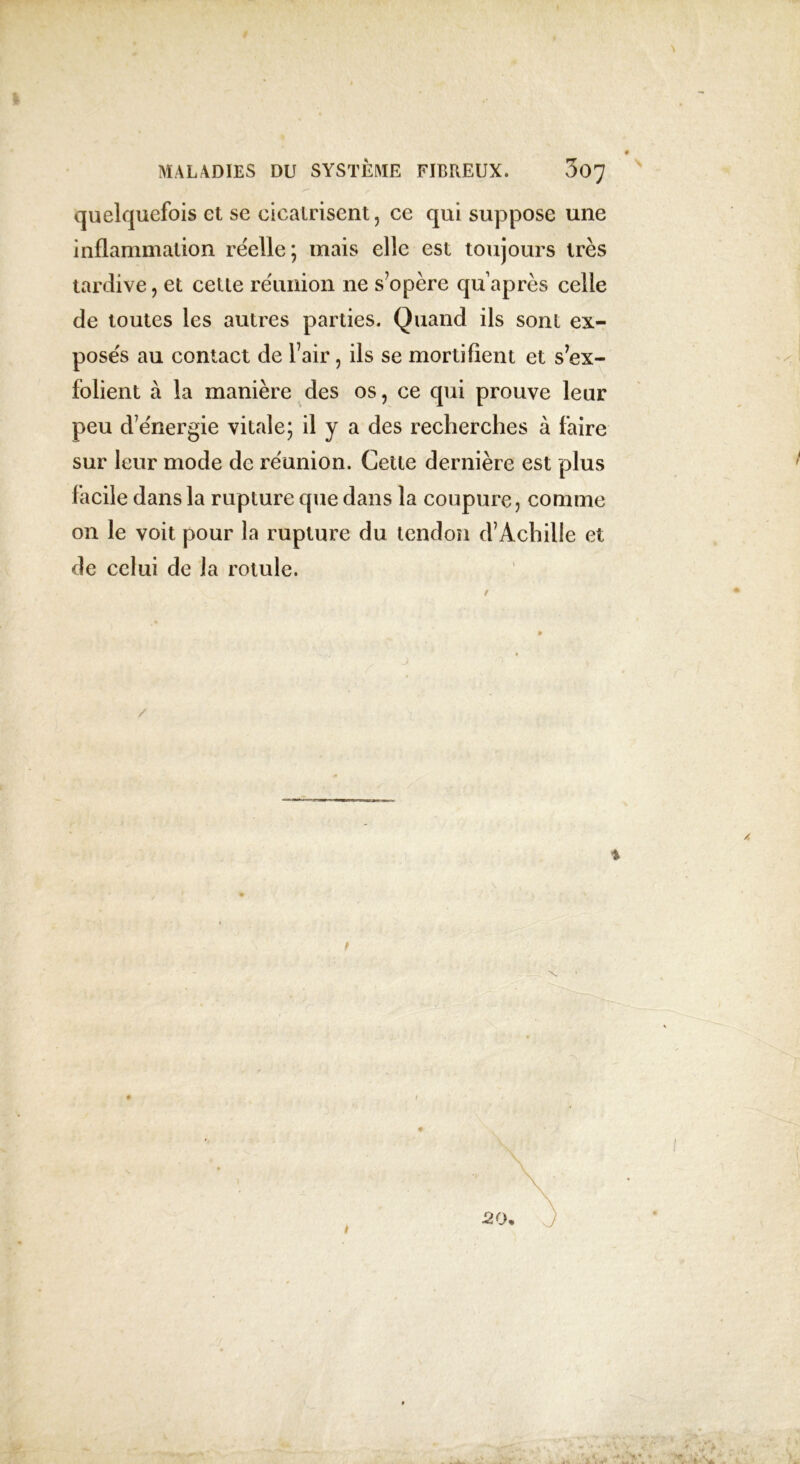 quelquefois et se cicatrisent, ce qui suppose une inflammation réelle; mais elle est toujours très tardive, et celle réunion ne s’opère qu après celle de toutes les autres parties. Quand ils sont ex- posés au contact de l’air, ils se mortifient et s’ex- folient à la manière des os, ce qui prouve leur peu d’énergie vitale; il y a des recherches à faire sur leur mode de réunion. Cette dernière est plus facile dans la rupture que dans la coupure, comme on le voit pour la rupture du tendon d’Achille et de celui de la rotule. t