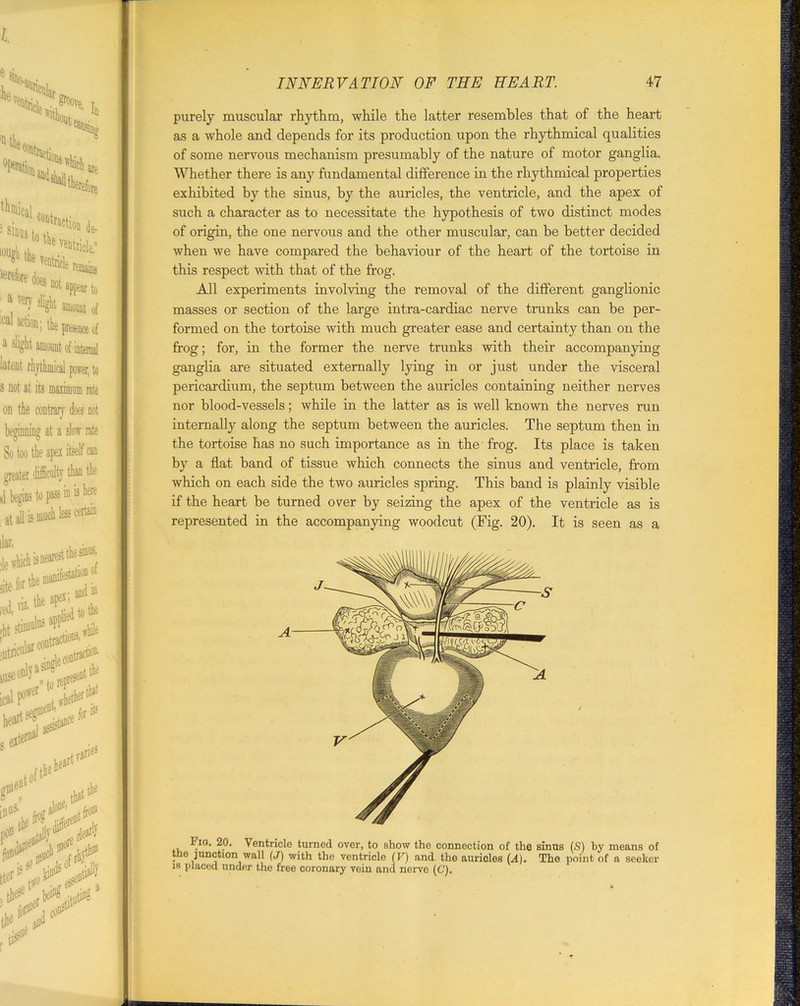 purely muscular rhythm, while the latter resembles that of the heart as a whole and depends for its production upon the rhythmical qualities of some nervous mechanism presumably of the nature of motor ganglia. Whether there is any fundamental difference in the rhythmical properties exhibited by the sinus, by the auricles, the ventricle, and the apex of such a character as to necessitate the hypothesis of two distinct modes of origin, the one nervous and the other muscular, can be better decided when we have compared the behaviour of the heart of the tortoise in this respect with that of the frog. All experiments involving the removal of the different ganglionic masses or section of the large intra-cardiac nerve trunks can be per- formed on the tortoise with much greater ease and certainty than on the frog; for, in the former the nerve trunks with their accompanying ganglia are situated externally lying in or just under the visceral pericardium, the septum between the auricles containing neither nerves nor blood-vessels; while in the latter as is well known the nerves run internally along the septum between the auricles. The septum then in the tortoise has no such importance as in the frog. Its place is taken by a flat band of tissue which connects the sinus and ventricle, from which on each side the two auricles spring. This band is plainly visible if the heart be turned over by seizing the apex of the ventricle as is represented in the accompanying woodcut (Fig. 20). It is seen as a ^P‘ Ventricle turned over, to show the connection of the sinus IS) by means of the junction wall (J) with the ventricle (F) and the auricles (A). The point of a seeker is placed under the free coronary vein and nerve (C).