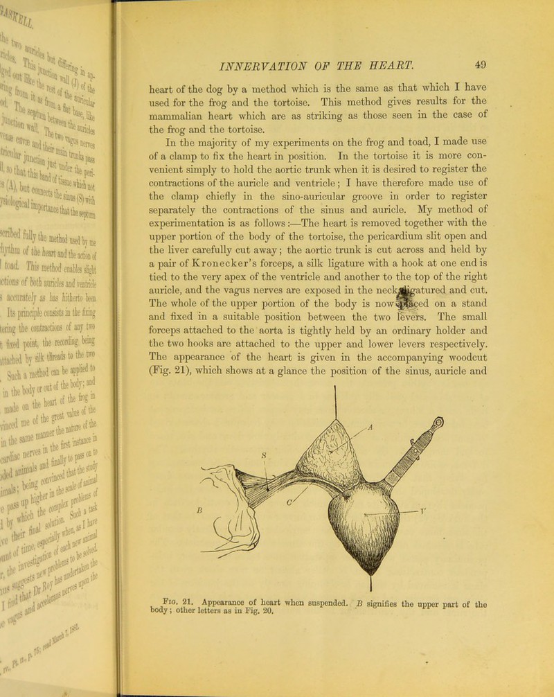 ■taflllar ^^tkpen. 'e which not i^iW,S)rt‘ ^ that til me ! (A), but fnbcd fully the method used by b/tbm of the heart and the actio... I toad, This method enables slight ictious of both auricles and ventricle 3 accurate!/ as has hitherto been Its principle consists in the iking teting the contractions of any two t feed point, the recording being to the two method can be applied to INNERVATION OF THE HEART. 49 heart of the dog by a method which is the same as that which I have used for the frog and the tortoise. This method gives results for the mammalian heart which are as striking as those seen in the case of the frog and the tortoise. In the majority of my experiments on the frog and toad, I made use of a clamp to fix the heart in position. In the tortoise it is more con- venient simply to hold the aortic trunk when it is desired to register the contractions of the auricle and ventricle; I have therefore made use of the clamp chiefly in the sino-auricular groove in order to register separately the contractions of the sinus and auricle. My method of experimentation is as follows:—The heart is removed together with the upper portion of the body of the tortoise, the pericardium slit open and the liver carefully cut away; the aortic trunk is cut across and held by a pair of Kronecker’s forceps, a silk ligature with a hook at one end is tied to the very apex of the ventricle and another to the top of the right auricle, and the vagus nerves are exposed in the neckjtgatured and cut. The whole of the upper portion of the body is now ^pp,cod on a stand and fixed in a suitable position between the two fevers. The small forceps attached to the aorta is tightly held by an ordinary holder and the two hooks are attached to the upper and lower levers respectively. The appearance of the heart is given in the accompanying woodcut (Fig. 21), which shows at a glance the position of the sinus, auricle and