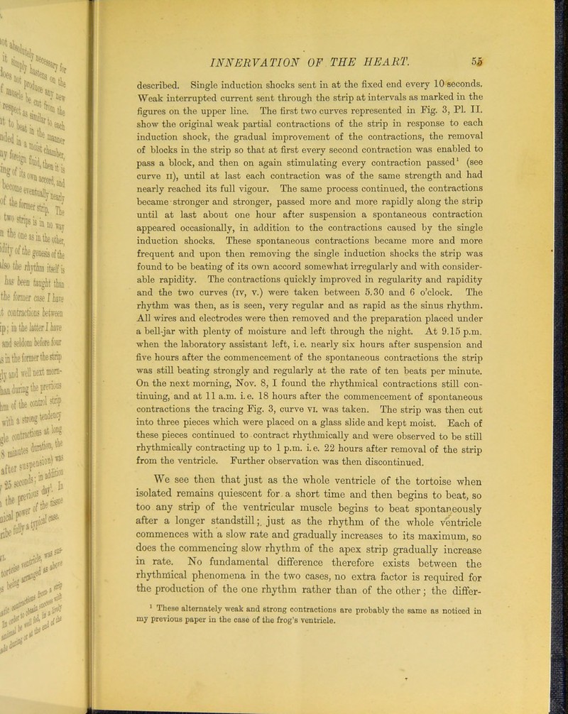 described. Single induction shocks sent in at the fixed end every 10 seconds. Weak interrupted current sent through the strip at intervals as marked in the figures on the upper line. The first two curves represented in Fig. 3, PI. II. show the original weak pai'tial contractions of the strip in response to each induction shock, the gradual improvement of the contractions, the removal of blocks in the strip so that at first every second contraction was enabled to pass a block, and then on again stimulating every contraction passed1 (see curve ii), until at last each contraction was of the same strength and had nearly reached its full vigour. The same process continued, the contractions became stronger and stronger, passed more and more rapidly along the strip until at last about one hour after suspension a spontaneous contraction appeared occasionally, in addition to the contractions caused by the single induction shocks. These spontaneous contractions became more and more frequent and upon then removing the single induction shocks the strip was found to be beating of its own accord somewhat irregularly and with consider- able rapidity. The contractions quickly improved in regularity and rapidity and the two curves (iv, v.) were taken between 5.30 and 6 o’clock. The rhythm was then, as is seen, very regular and as rapid as the sinus rhythm. All wires and electrodes were then removed and the preparation placed under a bell-jar with plenty of moisture and left through the night. At 9.15 p.m. when the laboratory assistant left, i.e. nearly six hours after suspension and five hours after the commencement of the spontaneous contractions the strip was still beating strongly and regularly at the rate of ten beats per minute. On the next morning, Nov. 8, I found the rhythmical contractions still con- tinuing, and at 11 a.m. i.e. 18 hours after the commencement of spontaneous contractions the tracing Fig. 3, curve vi. was taken. The strip was then cut into three pieces which were placed on a glass slide and kept moist. Each of these pieces continued to contract rhythmically and were observed to be still rhythmically contracting up to 1 p.m. i. e. 22 hours after removal of the strip from the ventricle. Further observation was then discontinued. We see then that just as the whole ventricle of the tortoise when isolated remains quiescent for a short time and then begins to beat, so too any strip of the ventricular muscle begins to beat spontaneously after a longer standstill;, just as the rhythm of the whole ventricle commences with a slow rate and gradually increases to its maximum, so does the commencing slow rhythm of the apex strip gradually increase in rate. No fundamental difference therefore exists between the rhythmical phenomena in the two cases, no extra factor is required for the production of the one rhythm rather than of the other; the differ- 1 These alternately weak and strong contractions are probably the same as noticed in my previous paper in the case of the frog’s ventricle.