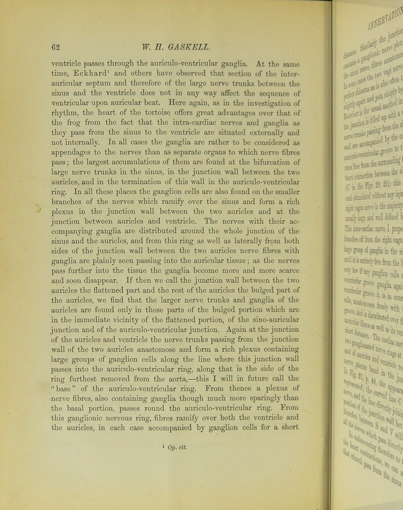ventricle passes through the auriculo-ventricular ganglia. At the same time, Eckhard1 and others have observed that section of the inter- auricular septum and therefore of the large nerve trunks between the sinus and the ventricle does not in any way affect the sequence of ventricular upon auricular beat. Here again, as in the investigation of rhythm, the heart of the tortoise offers great advantages over that of the frog from the fact that the intra-cardiac nerves and ganglia as they pass from the sinus to the ventricle are situated externally and not internally. In all cases the ganglia are rather to be considered as appendages to the nerves than as separate organs to which nerve fibres pass; the largest accumulations of them are found at the bifurcation of large nerve trunks in the sinus, in the junction wall between the two auricles, and in the termination of this wall in the auriculo-ventricular ring. In all these places the ganglion cells are also found on the smaller branches of the nerves which ramify over the sinus and form a rich plexus in the junction wall between the two auricles and at the junction between auricles and ventricle. The nerves with their ac- companying ganglia are distributed around the whole junction of the sinus and the auricles, and from this ring as well as laterally from both sides of the junction wall between the two auricles nerve fibres with ganglia are plainly seen passing into the auricular tissue; as the nerves pass further into the tissue the ganglia become more and more scarce and soon disappear. If then we call the junction wall between the two auricles the flattened part and the rest of the auricles the bulged part of the auricles, we find that the larger nerve trunks and ganglia of the auricles are found only in those parts of the bulged portion which are in the immediate vicinity of the flattened portion, of the sino-auricular junction and of the auriculo-ventricular junction. Again at the junction of the auricles and ventricle the nerve trunks passing from the junction wall of the two auricles anastomose and form a rich plexus containing large groups of ganglion cells along the line where this junction wall passes into the auriculo-ventricular ring, along that is the side of the ring furthest removed from the aorta,—this I will in future call the “base” of the auriculo-ventricular ring. From thence a plexus of nerve fibres, also containing ganglia though much more sparingly than the basal portion, passes round the auriculo-ventricular ring. From this ganglionic nervous ring, fibres ramify over both the ventricle and the auricles, in each case accompanied by ganglion cells for a short 1 Op. cit.