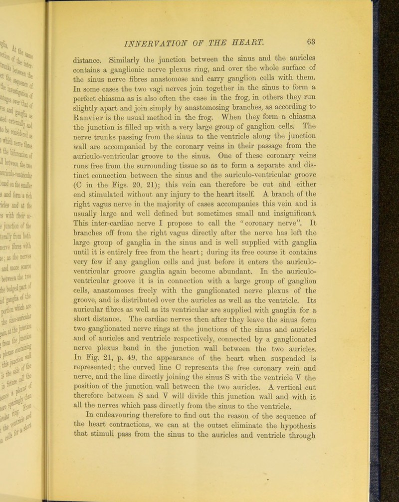 distance. Similarly the junction between the sinus and the auricles contains a ganglionic nerve plexus ring, and over the whole surface of the sinus nerve fibres anastomose and carry ganglion cells with them. In some cases the two vagi nerves join together in the sinus to form a perfect chiasma as is also often the case in the frog, in others they run slightly apart and join simply by anastomosing branches, as according to Ranvier is the usual method in the frog. When they form a chiasma the junction is filled up with a very large group of ganglion cells. The nerve trunks passing from the sinus to the ventricle along the junction wall are accompanied by the coronary veins in their passage from the auriculo-ventricular groove to the sinus. One of these coronary veins runs free from the surrounding tissue so as to form a separate and dis- tinct connection between the sinus and the auriculo-ventricular groove (C in the Figs. 20, 21); this vein can therefore be cut and either end stimulated without any injury to the heart itself. A branch of the right vagus nerve in the majority of cases accompanies this vein and is usually large and well defined but sometimes small and insignificant. This inter-cardiac nerve I propose to call the “coronary nerve”. It branches off from the right vagus directly after the nerve has left the large group of ganglia in the sinus and is well supplied with ganglia until it is entirely free from the heart; during its free course it contains very few if any ganglion cells and just before it enters the auriculo- ventricular groove ganglia again become abundant. In the auriculo- ventricular groove it is in connection with a large group of ganglion cells, anastomoses freely with the ganglionated nerve plexus of the groove, and is distributed over the auricles as well as the ventricle. Its auricular fibres as well as its ventricular are supplied with ganglia for a short distance. The cardiac nerves then after they leave the sinus form two ganglionated nerve rings at the junctions of the sinus and auricles and of auricles and ventricle respectively, connected by a ganglionated nerve plexus band in the junction wall between the two auricles. In Fig. 21, p. 49, the appearance of the heart when suspended is represented; the curved line C represents the free coronary vein and nerve, and the line directly joining the sinus S with the ventricle V the position of the junction wall between the two auricles. A vertical cut therefore between S and V will divide this junction wall and with it all the nerves which pass directly from the sinus to the ventricle. In endeavouring therefore to find out the reason of the sequence of the heart contractions, we can at the outset eliminate the hypothesis that stimuli pass from the sinus to the auricles and ventricle through