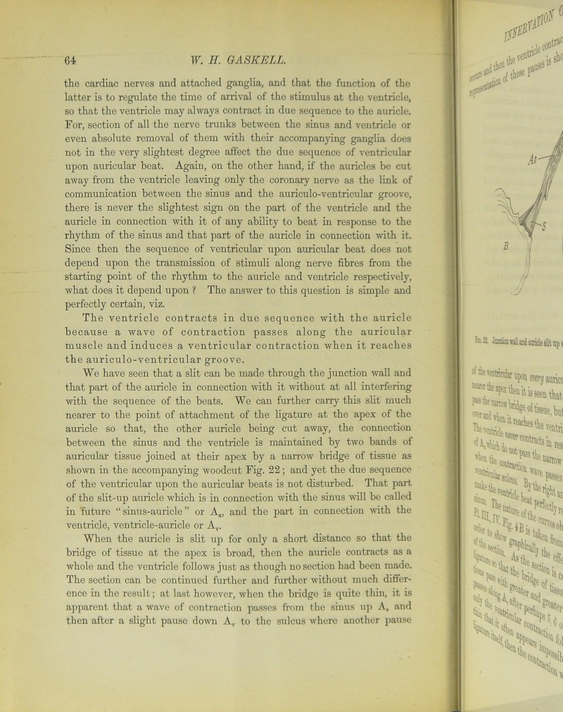 the cardiac nerves and attached ganglia, and that the function of the latter is to regulate the time of arrival of the stimulus at the ventricle, so that the ventricle may always contract in due sequence to the auricle. For, section of all the nerve trunks between the sinus and ventricle or even absolute removal of them with their accompanying ganglia does not in the very slightest degree affect the due sequence of ventricular upon auricular beat. Again, on the other hand, if the auricles be cut away from the ventricle leaving only the coronary nerve as the link of communication between the sinus and the auriculo-ventricular groove, there is never the slightest sign on the part of the ventricle and the auricle in connection with it of any ability to beat in response to the rhythm of the sinus and that part of the auricle in connection with it. Since then the sequence of ventricular upon auricular beat does not depend upon the transmission of stimuli along nerve fibres from the starting point of the rhythm to the auricle and ventricle respectively, what does it depend upon ? The answer to this question is simple and perfectly certain, viz. The ventricle contracts in due sequence with the auricle because a wave of contraction passes along the auricular muscle and induces a ventricular contraction when it reaches the auriculo-ventricular groove. We have seen that a slit can be made through the junction wall and that part of the auricle in connection with it without at all interfering with the sequence of the beats. We can further cany this slit much nearer to the point of attachment of the ligature at the apex of the auricle so that, the other auricle being cut away, the connection between the sinus and the ventricle is maintained by two bands of auricular tissue joined at their apex by a narrow bridge of tissue as shown in the accompanying woodcut Fig. 22; and yet the due sequence of the ventricular upon the auricular beats is not disturbed. That part of the slit-up auricle which is in connection with the sinus will be called in 'future “sinus-auricle” or AB, and the part in connection with the ventricle, ventricle-auricle or Av. When the auricle is slit up for only a short distance so that the bridge of tissue at the apex is broad, then the auricle contracts as a whole and the ventricle follows just as though no section had been made. The section can be continued further and further without much differ- ence in the result; at last however, when the bridge is quite thin, it is apparent that a wave of contraction passes from the sinus up As and then after a slight pause down Av to the sulcus where another pause