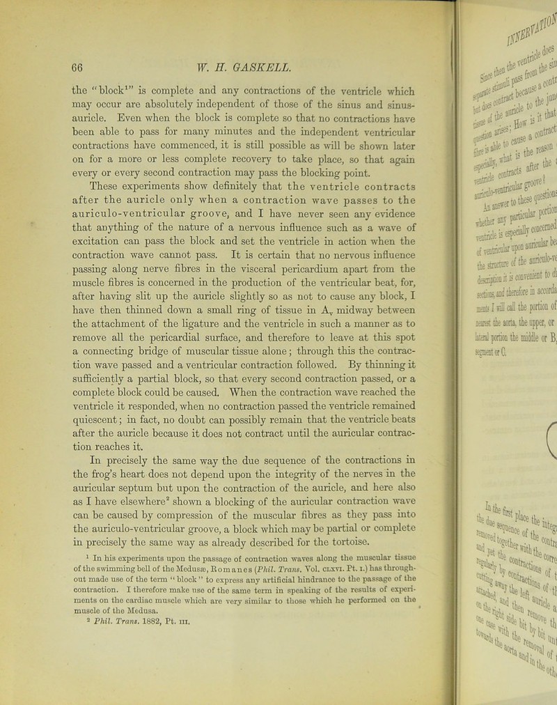 the “block1” is complete and any contractions of the ventricle which may occur are absolutely independent of those of the sinus and sinus- auricle. Even when the block is complete so that no contractions have been able to pass for many minutes and the independent ventricular contractions have commenced, it is still possible as will be shown later on for a more or less complete recovery to take place, so that again every or every second contraction may pass the blocking point. These experiments show definitely that the ventricle contracts after the auricle only when a contraction wave passes to the auriculo-ventricular groove, and I have never seen any evidence that anything of the nature of a nervous influence such as a wave of excitation can pass the block and set the ventricle in action when the contraction wave cannot pass. It is certain that no nervous influence passing along nerve fibres in the visceral pericardium apart from the muscle fibres is concerned in the production of the ventricular beat, for, after having slit up the auricle slightly so as not to cause any block, I have then thinned down a small ring of tissue in Av midway between the attachment of the ligature and the ventricle in such a manner as to remove all the pericardial surface, and therefore to leave at this spot a connecting bridge of muscular tissue alone; through this the contrac- tion wave passed and a ventricular contraction followed. By thinning it sufficiently a partial block, so that every second contraction passed, or a complete block could be caused. When the contraction wave reached the ventricle it responded, when no contraction passed the ventricle remained quiescent; in fact, no doubt can possibly remain that the ventricle beats after the auricle because it does not contract until the auricular contrac- tion reaches it. In precisely the same way the due sequence of the contractions in the frog’s heart does not depend upon the integrity of the nerves in the auricular septum but upon the contraction of the auricle, and here also as I have elsewhere2 shown a blocking of the auricular contraction wave can be caused by compression of the muscular fibres as they pass into the auriculo-ventricular groove, a block which may be partial or complete in precisely the same way as already described for the tortoise. 1 In his experiments upon the passage of contraction waves along the muscular tissue of the swimming bell of the Medusa;, Romanes (Phil. Trans. Yol. clxvi. Pt. i.) has through- out made use of the term “ block ” to express any artificial hindrance to the passage of the contraction. I therefore make use of the same term in speaking of the results of experi- ments on the cardiac muscle which are very similar to those which he performed on the muscle of the Medusa. 2 Phil. Trans. 1882, Pt. in.