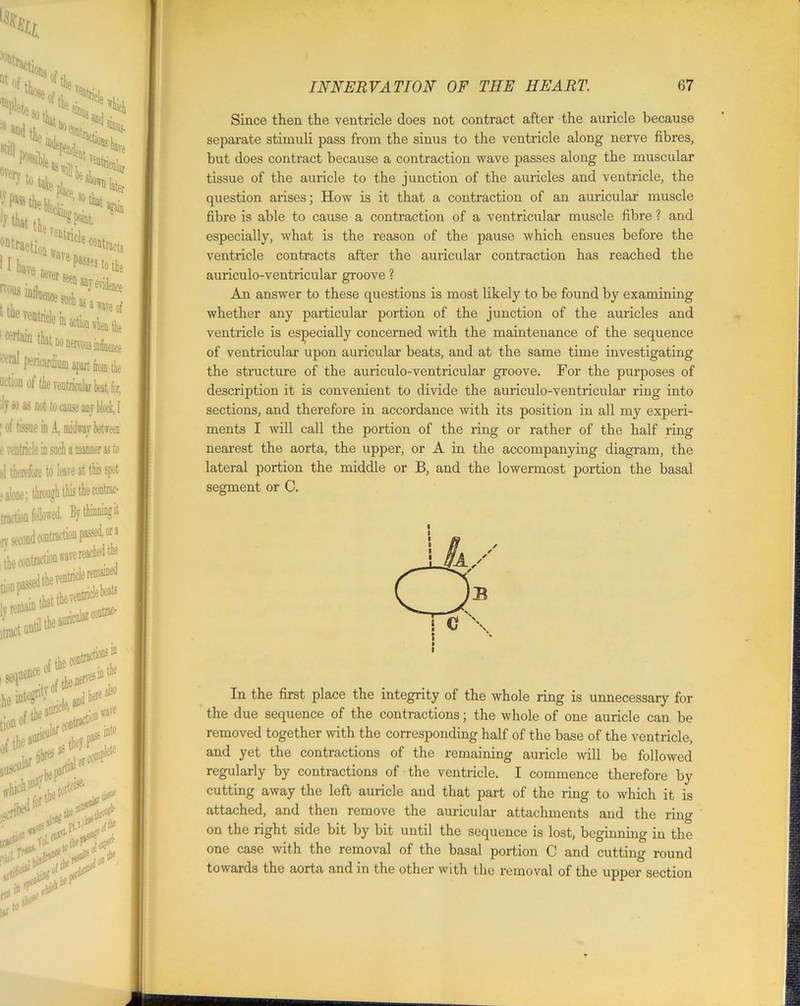 Since then the ventricle does not contract after the auricle because separate stimuli pass from the sinus to the ventricle along nerve fibres, but does contract because a contraction wave passes along the muscular fibre is able to cause a contraction of a ventricular muscle fibre ? and especially, what is the reason of the pause which ensues before the auriculo-ventricular groove ? An answer to these questions is most likely to be found by examining whether any particular portion of the junction of the auricles and of ventricular upon auricular beats, and at the same time investigating the structure of the auriculo-ventricular groove. For the purposes of sections, and therefore in accordance with its position in all my experi- nearest the aorta, the upper, or A in the accompanying diagram, the lateral portion the segment or 0. In the first plai the due sequence < removed together w and yet the contr regularly by contri cutting away the 1 attached, and thei on the right side b one case with the towards the aorta a tissue of the auricle to the junction of the auricles and ventricle, the question arises; How is it that a contraction of an auricular muscle ventricle contracts after the auricular contraction has reached the ventricle is especially concerned with the maintenance of the sequence description it is convenient to divide the auriculo-ventricular ring into ments I will call the portion of the ring or rather of the half ring