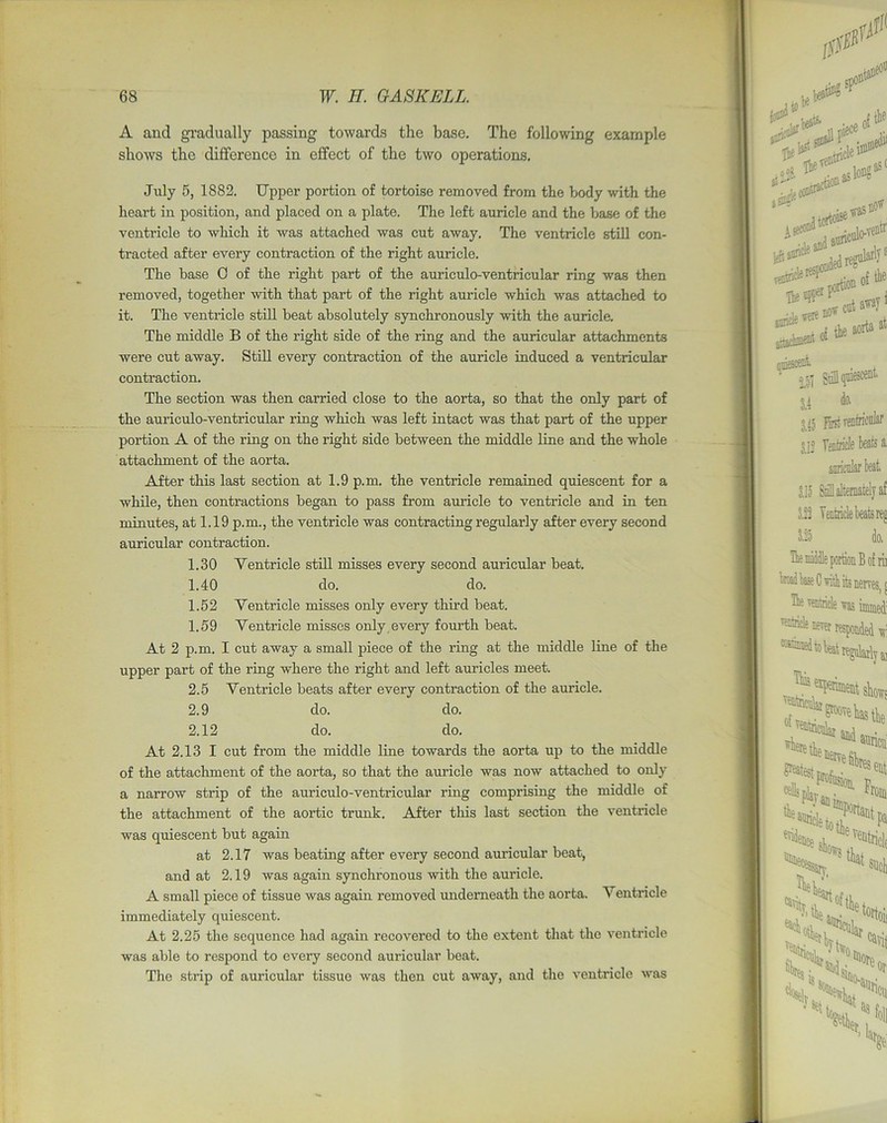 A and gradually passing towards the base. The following example shows the difference in effect of the two operations. July 5, 1882. Upper portion of tortoise removed from the body with the heart in position, and placed on a plate. The left auricle and the base of the ventricle to which it was attached was cut away. The ventricle still con- tracted after every contraction of the right auricle. The base 0 of the right part of the auriculo-ventricular ring was then removed, together with that part of the right auricle which was attached to it. The ventricle still beat absolutely synchronously with the auricle. The middle B of the right side of the ring and the auricular attachments were cut away. Still every contraction of the auricle induced a ventricular contraction. The section was then carried close to the aorta, so that the only part of the auriculo-ventricular ring which was left intact was that part of the upper portion A of the ring on the right side between the middle line and the whole attachment of the aorta. After this last section at 1.9 p.m. the ventricle remained quiescent for a while, then contractions began to pass from auricle to ventricle and in ten minutes, at 1.19 p.m., the ventricle was contracting regularly after every second auricular contraction. 1.30 Yentricle still misses every second auricular beat. 1.40 do. do. 1.52 Yentricle misses only every third beat. 1.59 Yentricle misses only every fourth beat. At 2 p.m. I cut away a small piece of the ring at the middle line of the upper part of the ring where the right and left auricles meet. 2.5 Yentricle beats after every contraction of the auricle. 2.9 do. do. 2.12 do. do. At 2.13 I cut from the middle line towards the aorta up to the middle of the attachment of the aorta, so that the auricle was now attached to only a narrow strip of the auriculo-ventricular ring comprising the middle of the attachment of the aortic trunk. After this last section the ventricle was quiescent but again at 2.17 was beating after every second auricular beat, and at 2.19 was again synchronous with the auricle. A small piece of tissue was again removed underneath the aorta. Yentricle immediately quiescent. At 2.25 the sequence had again recovered to the extent that the ventricle was able to respond to every second auricular beat. The strip of auricular tissue was then cut away, and the ventricle was