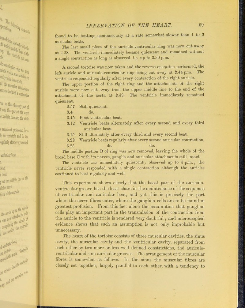 found to be beating spontaneously at a rate somewhat slower than 1 to 3 auricular beats. The last small piece of the auriculo-ventricular ring was now cut away at 2.28. The ventricle immediately became quiescent and remained without a single contraction as long as observed, i.e. up to 3.30 p.m. A second tortoise was now taken and the reverse operation performed, the left auricle and auriculo-ventricular ring being cut away at 2.44 p.m. The ventricle responded regularly after every contraction of the right auricle. The upper portion of the right ring and the attachments of the right auricle were now cut away from the upper middle line to the end of the attachment of the aorta at 2.49. The ventricle immediately remained quiescent. 2.57 Still quiescent. 3.4 do. 3.45 First ventricular beat. 3.12 Ventricle beats alternately after every second and every third auricular beat. 3.15 Still alternately after every third and every second beat. 3.22 Ventricle beats regularly after every second auricular contraction. 3.25 do. do. The middle portion B of ring was now removed, leaving the Avhole of the broad base 0 with its nerves, ganglia and auricular attachments still intact. The ventricle was immediately quiescent; observed up to 4 p.m.; the ventricle never responded with a single contraction although the auricles continued to beat regularly and well. This experiment shows clearly that the basal part of the auriculo- ventricular groove has the least share in the maintenance of the sequence of ventricular and auricular beat, and yet this is precisely the part where the nerve fibres enter, where the ganglion cells are to be found in greatest profusion. From this fact alone the assumption that ganglion cells play an important part in the transmission of the contraction from the auricle to the ventricle is rendered very doubtful; and microscopical evidence shows that such an assumption is not only improbable but unnecessary. The heart of the tortoise consists of three muscular cavities, the sinus cavity, the auricular cavity and the ventricular cavity, separated from each other by two more or less well defined constrictions, the auriculo- ventricular and sino-auricular grooves. The arrangement of the muscular fibres is somewhat as follows. In the sinus the muscular fibres are closely set together, largely parallel to each other, with a tendency to