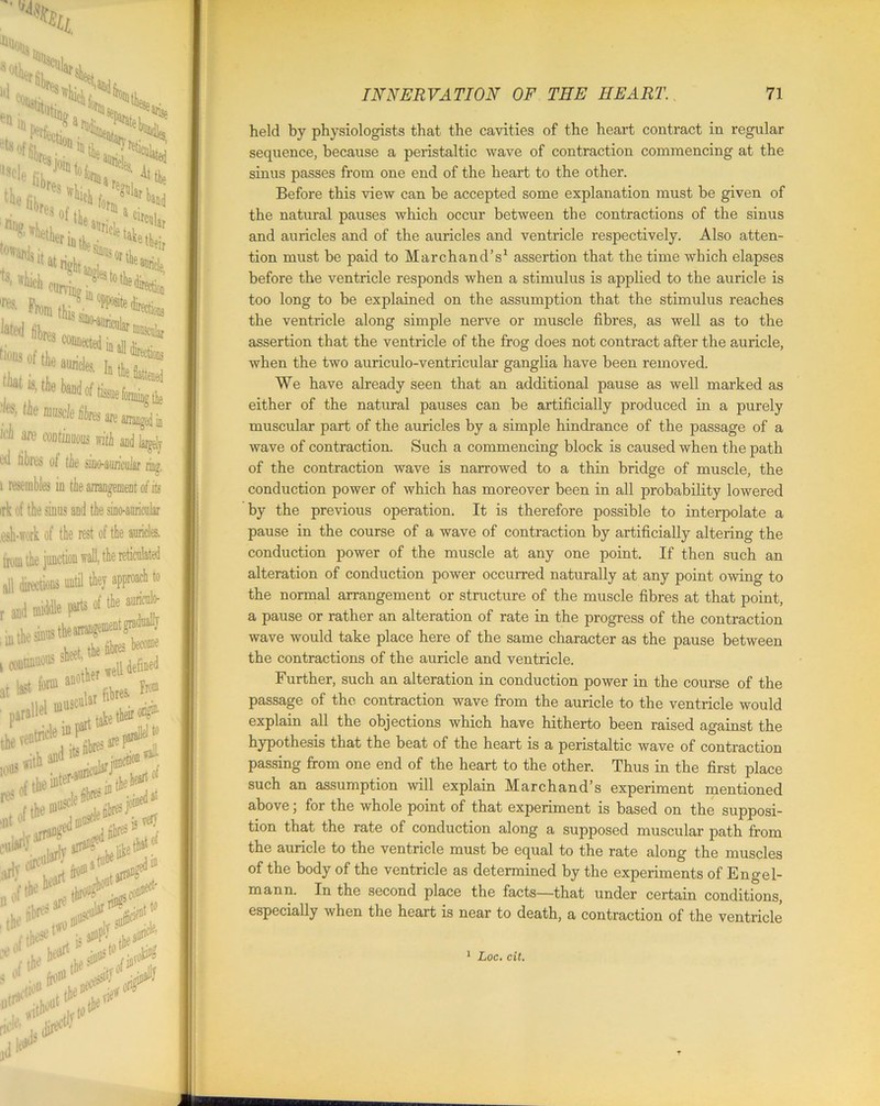 % lr Wd cNar in auricle ion en ['Q? a the fik wWi «* '% oftk 0rD)a laW ti*'**^** ,L.:. i ”* 'fctari ktkmrithau^ Icb w coBtiam with and %ly cd fibres of tie sino-anricufar ring, 1 resembles in tie arrangement of its irk of the sinus and the sino-atmcular osh-work of the rest of the auricles, from the junction wall, the reticulated r and middle parts • lL « nM<AI all directions until they approach to ts of the auriculo- idually uul„ become well defined fibres. i in the sinus i continuous sheet, te at last fo® aBOt erf;Ws_ ■ parallel muscular ricle iu with **%£*!& cui iarly w1, *• the keart held by physiologists that the cavities of the heart contract in regular sequence, because a peristaltic wave of contraction commencing at the sinus passes from one end of the heart to the other. Before this view can be accepted some explanation must be given of the natural pauses which occur between the contractions of the sinus and auricles and of the auricles and ventricle respectively. Also atten- tion must be paid to Marchand’s1 assertion that the time which elapses before the ventricle responds when a stimulus is applied to the auricle is too long to be explained on the assumption that the stimulus reaches the ventricle along simple nerve or muscle fibres, as well as to the assertion that the ventricle of the frog does not contract after the auricle, when the two auriculo-ventricular ganglia have been removed. We have already seen that an additional pause as well marked as either of the natural pauses can be artificially produced in a purely muscular part of the auricles by a simple hindrance of the passage of a wave of contraction. Such a commencing block is caused when the path of the contraction wave is narrowed to a thin bridge of muscle, the conduction power of which has moreover been in all probability lowered by the previous operation. It is therefore possible to interpolate a pause in the course of a wave of contraction by artificially altering the conduction power of the muscle at any one point. If then such an alteration of conduction power occurred naturally at any point owing to the normal arrangement or structure of the muscle fibres at that point, a pause or rather an alteration of rate in the progress of the contraction wave would take place here of the same character as the pause between the contractions of the auricle and ventricle. Further, such an alteration in conduction power in the course of the passage of the. contraction wave from the auricle to the ventricle would explain all the objections which have hitherto been raised against the hypothesis that the beat of the heart is a peristaltic wave of contraction passing from one end of the heart to the other. Thus in the first place such an assumption will explain Marchand’s experiment mentioned above; for the whole point of that experiment is based on the supposi- tion that the rate of conduction along a supposed muscular path from the auricle to the ventricle must be equal to the rate along the muscles of the body of the ventricle as determined by the experiments of Engel- mann. In the second place the facts—that under certain conditions, especially when the heart is near to death, a contraction of the ventricle