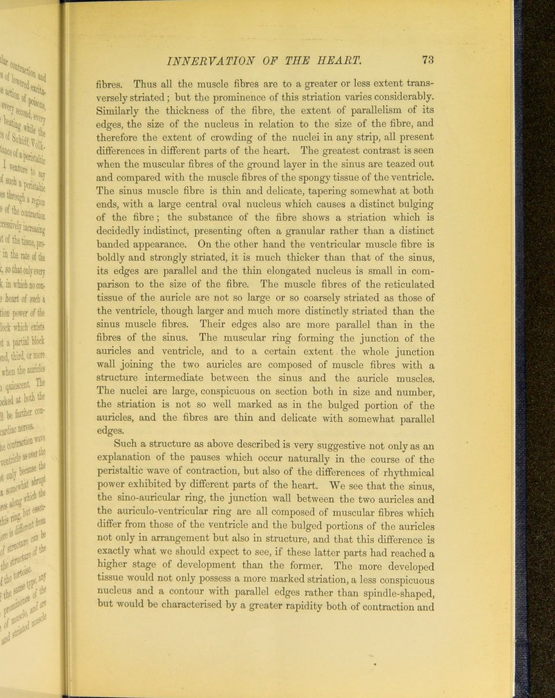 fibres. Thus all the muscle fibres are to a greater or less extent trans- versely striated; but the prominence of this striation varies considerably. Similarly the thickness of the fibre, the extent of parallelism of its edges, the size of the nucleus in relation to the size of the fibre, and therefore the extent of crowding of the nuclei in any strip, all present differences in different parts of the heart. The greatest contrast is seen when the muscular fibres of the ground layer in the sinus are teazed out and compared with the muscle fibres of the spongy tissue of the ventricle. The sinus muscle fibre is thin and delicate, tapering somewhat at both ends, with a large central oval nucleus which causes a distinct bulging of the fibre; the substance of the fibre shows a striation which is decidedly indistinct, presenting often a granular rather than a distinct banded appearance. On the other hand the ventricular muscle fibre is boldly and strongly striated, it is much thicker than that of the sinus, its edges are parallel and the thin elongated nucleus is small in com- parison to the size of the fibre. The muscle fibres of the reticulated tissue of the auricle are not so large or so coarsely striated as those of the ventricle, though larger and much more distinctly striated than the sinus muscle fibres. Their edges also are more parallel than in the fibres of the sinus. The muscular ring forming the junction of the auricles and ventricle, and to a certain extent the whole junction wall joining the two auricles are composed of muscle fibres with a structure intermediate between the sinus and the auricle muscles. The nuclei are large, conspicuous on section both in size and number, the striation is not so well marked as in the bulged portion of the auricles, and the fibres are thin and delicate with somewhat parallel edges. Such a structure as above described is very suggestive not only as an explanation of the pauses which occur naturally in the course of the peristaltic wave of contraction, but also of the differences of rhythmical power exhibited by different parts of the heart. We see that the sinus, the sino-auricular ring, the junction wall between the two auricles and the auriculo-ventricular ring are all composed of muscular fibres which differ from those of the ventricle and the bulged portions of the auricles not only in arrangement but also in structure, and that this difference is exactly what we should expect to see, if these latter parts had reached a higher stage of development than the former. The more developed tissue would not only possess a more marked striation, a less conspicuous nucleus and a contour with parallel edges rather than spindle-shaped, but would be characterised by a greater rapidity both of contraction and