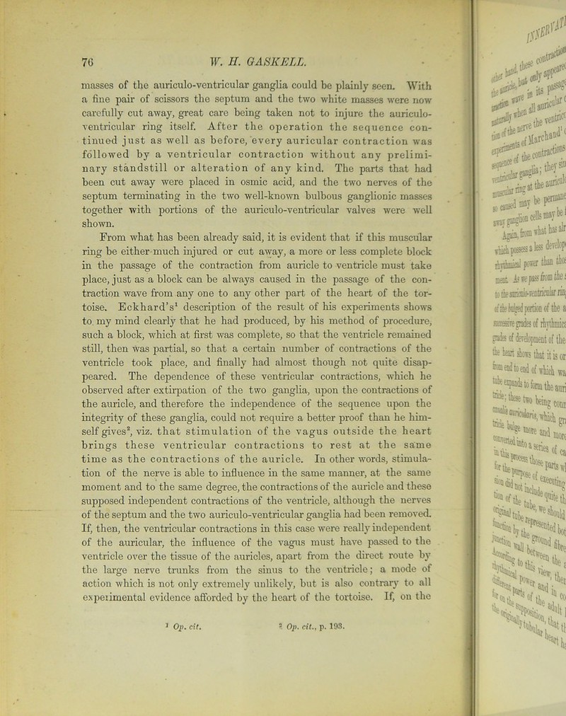 masses of the auriculo-ventricular ganglia could be plainly seen. With a fine pair of scissors the septum and the two white masses were now carefully cut away, great care being taken not to injure the auriculo- ventricular ring itself. After the operation the sequence con- tinued just as well as before, every auricular contraction was followed by a ventricular contraction without any prelimi- nary standstill or alteration of any kind. The parts that had been cut away were placed in osmic acid, and the two nerves of the septum terminating in the two well-known bulbous ganglionic masses together with portions of the auriculo-ventricular valves were well ring be either much injured or cut away, a more or less complete block in the passage of the contraction from auricle to ventricle must take to. my mind clearly that he had produced, by his method of procedure, such a block, which at first was complete, so that the ventricle remained still, then was partial, so that a certain number of contractions of the peared. The dependence of these ventricular contractions, which he observed after extirpation of the two ganglia, upon the contractions of the auricle, and therefore the independence of the sequence upon the integrity of these ganglia, could not require a better proof than he him- self gives2, viz. that stimulation of the vagus outside the heart brings these ventricular contractions to rest at the same time as the contractions of the auricle. In other words, stimula- tion of the nerve is able to influence in the same manner, at the same moment and to the same degree, the contractions of the auricle and these supposed independent contractions of the ventricle, although the nerves of the septum and the two auriculo-venti’icular ganglia had been removed. If, then, the ventricular contractions in this case were really independent of the auricular, the influence of the vagus must have passed to the ventricle over the tissue of the auricles, apart from the direct route by the large nerve trunks from the sinus to the ventricle; a mode of action which is not only extremely unlikely, but is also contrary to all experimental evidence afforded by the heart of the tortoise. If, on the shown. From what has been already said, it is evident that if this muscular place, just as a block can be always caused in the passage of the con- traction wave from any one to any other part of the heart of the tor- toise. Eckhard’s1 description of the result of his experiments shows ventricle took place, and finally had almost though not quite disap-