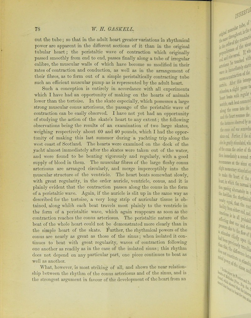 out the tube; so that in the adult heart greater variations in rhythmical power are apparent in the different sections of it than in the original tubular heart; the peristaltic wave of contraction which originally passed smoothly from end to end, passes finally along a tube of irregular calibre, the muscular walls of which have become so modified in their rates of contraction and conduction, as well as in the arrangement of their fibres, as to form out of a simple peristaltically contracting tube such an efficient muscular pump as is represented by the adult heart. Such a conception is entirely in accordance with all experiments which I have had an opportunity of making on the hearts of animals lower than the tortoise. In the skate especially, which possesses a large strong muscular conus arteriosus, the passage of the peristaltic wave of contraction can be easily observed. I have not yet had an opportunity of studying the action of the skate’s heart to any extent; the following observations being the results of an examination of two large skates, weighing respectively about 60 and 40 pounds, which I had the oppor- tunity of making this last summer during a yachting trip along the west coast of Scotland. The hearts were examined on the deck of the yacht almost immediately after the skates were taken out of the water, and were found to be beating vigorously and regularly, with a good supply of blood in them. The muscular fibres of the large fleshy conus arteriosus are arranged circularly, and merge imperceptibly into the muscular structure of the ventricle. The heart beats somewhat slowly, with great regularity, in the order auricle, ventricle, conus, and it is plainly evident that the contraction passes along the conus in the form of a peristaltic wave. Again, if the auricle is slit up in the same way as described for the tortoise, a very long strip of auricular tissue is ob- tained, along which each beat travels most plainly to the ventricle in the form of a peristaltic wave, which again reappears as soon as the contraction reaches the conus arteriosus. The peristaltic nature of the beat of the whole heart could not be demonstrated more clearly than in the simple heart of the skate. Further, the rhythmical powers of the conus are nearly as great as those of the sinus; when isolated it con- tinues to beat with great regularity, waves of contraction following one another as readily as in the case of the isolated sinus; this rhythm does not depend on any particular part, one piece continues to beat as well as another. What, however, is most striking of all, and shows the near relation- ship between the rhythm of the conus arteriosus and of the sinus, and is the strongest argument in favour of the development of the heart from an