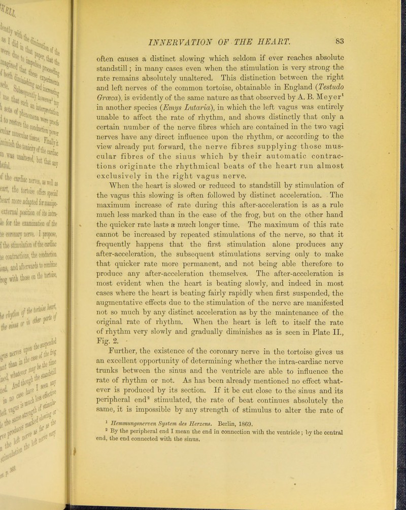 often causes a distinct slowing which seldom if ever reaches absolute standstill; in many cases even when the stimulation is very strong the rate remains absolutely unaltered. This distinction between the right and left nerves of the common tortoise, obtainable in England (Testudo Grceca), is evidently of the same nature as that observed by A. B. Meyer1 in another species (Emys Lutaria), in which the left vagus was entirely unable to affect the rate of rhythm, and shows distinctly that only a certain number of the nerve fibres which are contained in the two vagi nerves have any direct influence upon the rhythm, or according to the view already put forward, the nerve fibres supplying those mus- cular fibres of the sinus which by their automatic contrac- tions originate the rhythmical beats of the heart run almost exclusively in the right vagus nerve. When the heart is slowed or reduced to standstill by stimulation of the vagus this slowing is often followed by distinct acceleration. The maximum increase of rate duiing this after-acceleration is as a rule much less marked than in the case of the frog, but on the other hand the quicker rate lasts a much longer time. The maximum of this l'ate cannot be increased by repeated stimulations of the nerve, so that it frequently happens that the first stimulation alone produces any after-acceleration, the subsequent stimulations serving only to make that quicker rate more permanent, and not being able therefore to produce any after-acceleration themselves. The after-acceleration is most evident when the heart is beating slowly, and indeed in most cases where the heart is beating fairly rapidly when first suspended, the augmentative effects due to the stimulation of the nerve are manifested not so much by any distinct acceleration as by the maintenance of the original rate of rhythm. When the heart is left to itself the rate of rhythm very slowly and gradually diminishes as is seen in Plate II., Fig. 2. • Further, the existence of the coronary nerve in the tortoise gives us an excellent opportunity of determining whether the intra-cardiac nerve trunks between the sinus and the ventricle are able to influence the rate of rhythm or not. As has been already mentioned no effect what- ever is produced by its section. If it be cut close to the sinus and its peripheral end2 stimulated, the rate of beat continues absolutely the same, it is impossible by any strength of stimulus to alter the rate of 1 Hemmungsnerven System, dcs Herzens. Berlin, 1869. 2 By the peripheral end I mean the end in connection with the ventricle ; l>y the central end, the end connected with the sinus.