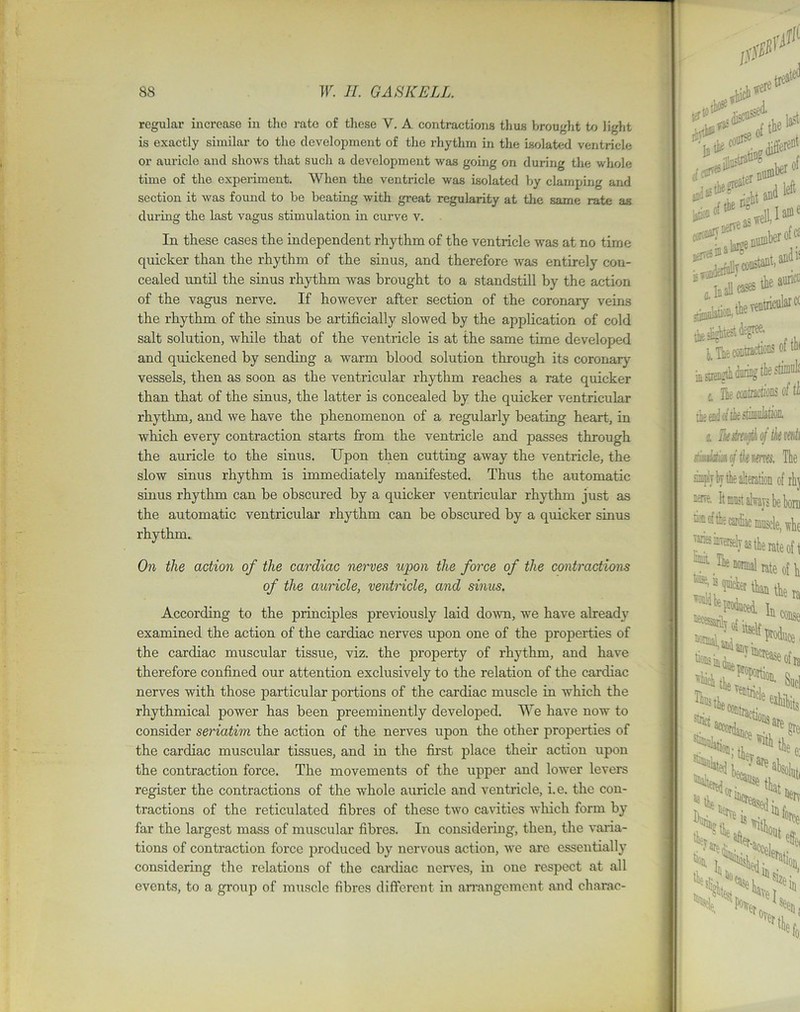 regular increase in tlie rate of tliese V. A. contractions thus brought to light is exactly similar to the development of the rhythm in the isolated ventricle or auricle and shows that such a development was going on during the whole time of the experiment. When the ventricle was isolated by clamping and section it was found to be beating with great regularity at the same rate as during the last vagus stimulation in curve v. In tliese cases the independent rhythm of the ventricle was at no time quicker than the rhythm of the sinus, and therefore was entirely con- cealed until the sinus rhythm was brought to a standstill by the action of the vagus nerve. If however after section of the coronary veins the rhythm of the sinus be artificially slowed by the application of cold salt solution, while that of the ventricle is at the same time developed and quickened by sending a warm blood solution through its coronary vessels, then as soon as the ventricular rhythm reaches a rate quicker than that of the sinus, the latter is concealed by the quicker ventricular rhythm, and we have the phenomenon of a regularly beating heart, in which every contraction starts from the ventricle and passes through the auricle to the sinus. Upon then cutting away the ventricle, the slow sinus rhythm is immediately manifested. Thus the automatic sinus rhythm can be obscured by a quicker ventricular rhythm just as the automatic ventricular rhythm can be obscured by a quicker sinus rhythm. On tlie action of the cardiac nerves upon the force of the contractions of the auricle, ventricle, and sinus. According to the principles previously laid down, we have already examined the action of the cardiac nerves upon one of the properties of the cardiac muscular tissue, viz. the property of rhythm, and have therefore confined our attention exclusively to the relation of the cardiac nerves with those particular portions of the cardiac muscle in which the rhythmical power has been preeminently developed. We have now to consider seriatim the action of the nerves upon the other properties of the cardiac muscular tissues, and in the first place then- action upon the contraction force. The movements of the upper and lower levers register the contractions of the whole auricle and ventricle, i.e. the con- tractions of the reticulated fibres of these two cavities which form by far the largest mass of muscular fibres. In considering, then, the valua- tions of contraction force produced by nervous action, we are essentially considering the relations of the cardiac nerves, in one respect at all events, to a group of muscle fibres different in arrangement and charac- : differ ►T>1< ‘fL od * the # T - Derveas*el it V**- , ses tie ventricular« The of ihj ti® of the cardiac mi raries inversely as th final m' tag, 1? of its strict lntaooat] l0I1;t] He l»it thi % the;