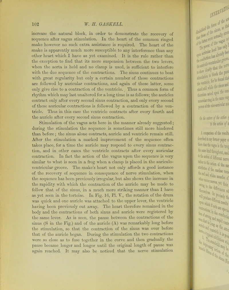 increase the natural block, in order to demonstrate the recovery of sequence after vagus stimulation. In the heart of the common ringed snake however no such extra assistance is required. The heart of the snake is apparently much more susceptible to any interference than any other heart which I have as yet examined. It is the rule rather than the exception to find that its mere suspension between the two levers, when the aorta is held and no clamp is used, is sufficient to interfere with the due sequence of the contractions. The sinus continues to beat -with great regularity but only a certain number of those contractions are followed by auricular contractions, and again of these latter, some only give rise to a contraction of the ventricle. Thus a common form of rhythm which may last unaltered for a long time is as follows; the auricles contract only after every second sinus contraction, and only every second of these auricular contractions is followed by a contraction of the ven- tricle. Thus in this case the ventricle contracts after every fourth and the auricle after every second sinus contraction. Stimulation of the vagus acts here in the manner already suggested; during the stimulation the sequence is sometimes still more hindered than before; the sinus alone contracts, auricle and ventricle remain still. After the stimulation a marked improvement of the sequence often takes place, for a time the auricle may respond to every sinus contrac- tion, and in other cases the ventricle contracts after every auricular contraction. In fact the action of the vagus upon the sequence is very similar to what is seen in a frog when a clamp is placed in the auriculo- ventricular groove. The snake’s heart not only affords a good instance of the recovery of sequence in consequence of nerve stimulation, when the sequence has been previously irregular, but also shows the increase in the rapidity with which the contraction of the auricle may be made to follow that of the sinus, in a much more striking manner than I have as yet seen in the tortoise. In Fig. 16, PI. V., the rotation of the drum was quick and one auricle was attached to the upper lever, the ventricle having been previously cut away. The heart therefore remained in the body and the contractions of both sinus and auricle were registered by the same lever. As is seen, the pause between the contractions of the sinus (S in the Fig.) and of the auricle (A) was remarkably long before the stimulation, so that the contraction of the sinus was over before that of the auricle began. During the stimulation the two contractions were so close as to fuse together in the curve and then gradually the pause became longer and longer until the original length of pause was again reached. It may also be noticed that the nerve stimulation