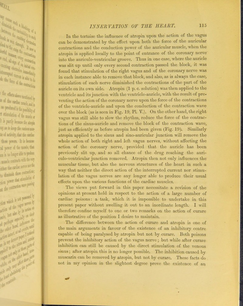 In the tortoise the influence of atropin upon the action of the vagus can be demonstrated by the effect upon both the force of the auricular contractions and the conduction power of the auricular muscle, when the atropin is applied locally to the point of entrance of the coronary nerve into the auriculo-ventricular groove. Thus in one case, where the auricle was slit up until only every second contraction passed the block, it was found that stimulation of the right vagus and of the coronary nerve was in each instance able to remove that block, and also, as is always the case, stimulation of each nerve diminished the contractions of the part of the auricle on its own side. Atropin (1 p. c. solution) was then applied to the ventricle and its junction with the ventricle-auricle, with the result of pre- venting the action of the coronary nerve upon the force of the contractions of the ventricle-auricle and upon the conduction of the contraction wave over the block (as is seen in Fig. 19, PI. V.). On the other hand, the right vagus was still able to slow the rhythm, reduce the force of the contrac- tions of the sinus-auricle and remove the block of the contraction wave, just as efficiently as before atropin had been given (Fig. 19). Similarly atropin applied to the sinus and sino-auricular junction will remove the whole action of both right and left vagus nerves, without affecting the action of the coronary nerve, provided that the auricle has been previously slit up, and so all chance of the drug reaching the auri- culo-ventricular junction removed. Atropin then not only influences the muscular tissue, but also the nervous structures of the heart in such a way that neither the direct action of the interrupted current nor stimu- lation of the vagus nerves are any longer able to produce their usual effects upon the various functions of the cardiac muscles. The views put forward in this paper necessitate a revision of the opinions at present held in respect to the action of a large number of cardiac poisons: a task, which it is impossible to undertake in this present paper without swelling it out to an inordinate length. I will therefore confine myself to one or two remarks on the action of curare as illustrative of the position I desire to maintain. The difference between the action of curare and atropin is one of the main arguments in favour of the existence of an inhibitory centre capable of being paralysed by atropin but not by curare. Both poisons prevent the inhibitory action of the vagus nerve; but while after curare inhibition can still be caused by the direct stimulation of the venous sinus; after atropin this is no longer possible. The inhibition caused by muscarin can be removed by atropin, but not by curare. These facts do not in my opinion in the slightest degree prove the existence of an
