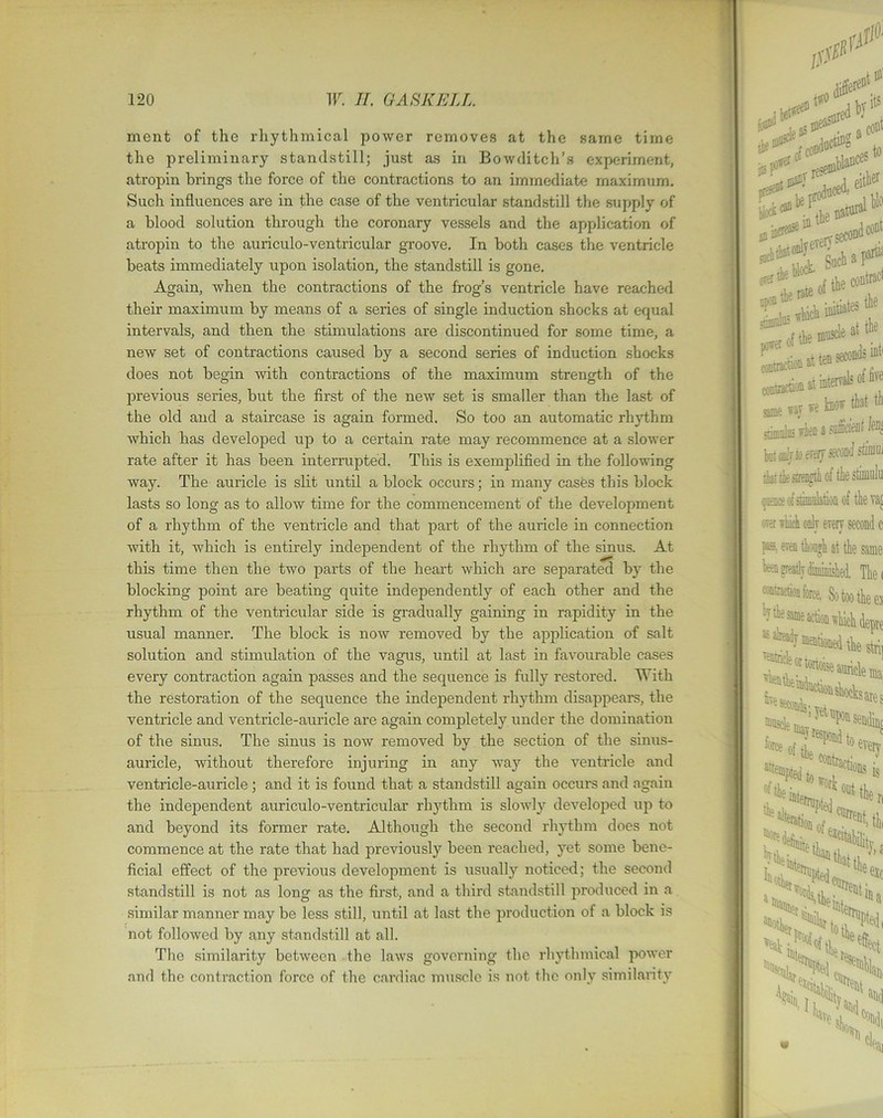 ment of the rhythmical power removes at the same time the preliminary standstill; just as in Bowditch’s experiment, atropin brings the force of the contractions to an immediate maximum. Such influences are in the case of the ventricular standstill the supply of a blood solution through the coronary vessels and the application of atropin to the auriculo-ventricular groove. In both cases the ventricle beats immediately upon isolation, the standstill is gone. Again, xvhen the contractions of the frog’s ventricle have reached their maximum by means of a sexies of single induction shocks at equal intervals, and then the stimulations are discontinued for some time, a new set of contractions caused by a second series of induction shocks does not begin with contractions of the maximum strength of the previous series, but the first of the new set is smaller than the last of the old and a staircase is again fonned. So too an automatic rhythm which has developed up to a certain rate may recommence at a slower rate after it has been interrupted. This is exemplified in the following way. The auricle is slit until a block occurs; in many cases this block lasts so long as to allow time for the commencement of the development of a rhythm of the ventricle and that part of the auricle in connection with it, which is entirely independent of the rhythm of the sinus. At this time then the two parts of the heart which are separated by the blocking point are beating quite independently of each other and the rhythm of the ventricular side is gradually gaining in rapidity in the usual manner. The block is now removed by tbe application of salt solution and stimulation of the vagus, until at last in favourable cases every contraction again passes and the sequence is fully restored. With the restoration of the sequence the independent rhythm disappears, the ventricle and ventricle-auricle are again completely under the domination of the sinus. The sinus is now removed by the section of the sinus- auricle, without therefore injuring in any way the ventricle and ventricle-auricle; and it is found that a standstill again occurs and again the independent auriculo-ventricular rhythm is slowly developed up to and beyond its former l-ate. Although the second rhythm does not commence at the rate that had previously been reached, yet some bene- ficial effect of the previous development is usually noticed; the second standstill is not as long as the first, and a third standstill produced in a similar manner may be less still, until at last the production of a block is not followed by any standstill at all. The similarity between the laws governing the rhythmical power and the contraction force of the cardiac muscle is not the only similarity