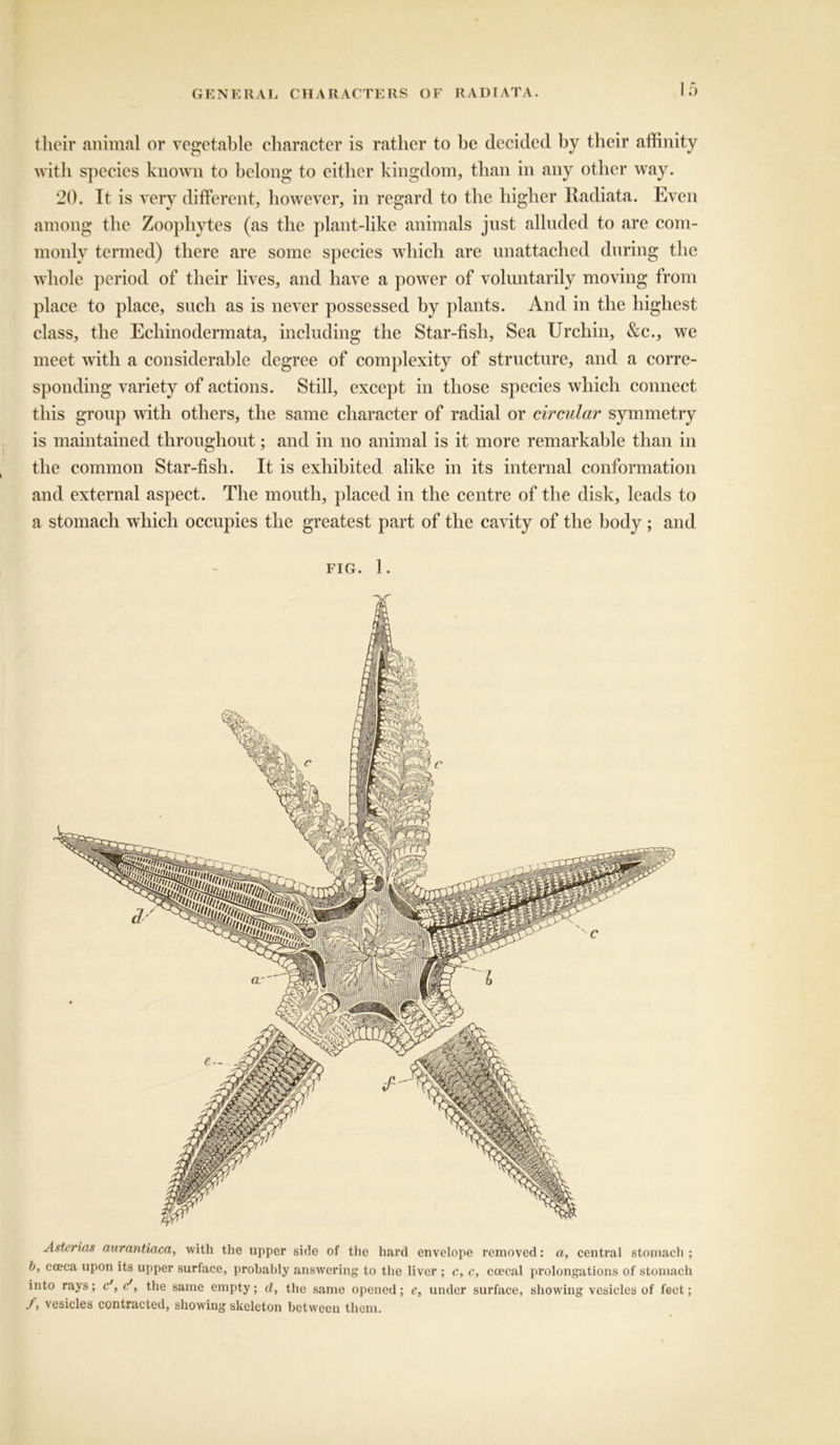 their animal or vegetable character is rather to be decided by their affinity with species known to belong to either kingdom, than in any other way. 20. It is very different, however, in regard to the higher Radiata. Even among the Zoophytes (as the plant-like animals just alluded to are com- monly termed) there are some species which are unattached during the whole period of their lives, and have a power of voluntarily moving from place to place, such as is never possessed by plants. And in the highest class, the Ecliinodermata, including the Star-fish, Sea Urchin, &c., we meet with a considerable degree of complexity of structure, and a corre- sponding variety of actions. Still, except in those species which connect this group with others, the same character of radial or circular symmetry is maintained throughout; and in no animal is it more remarkable than in the common Star-fish. It is exhibited alike in its internal conformation and external aspect. The mouth, placed in the centre of the disk, leads to a stomach which occupies the greatest part of the cavity of the body; and fig. 1. Asterias aurantiaca, with the upper side of the hard envelope removed: a, central stomach ; b, cceca upon its upper surface, probably answering to the liver ; c, c, ccecal prolongations of stomach into rays; c', o', the same empty; d, the same opened; e, under surface, showing vesicles of feet; f, vesicles contracted, showing skeleton between them.