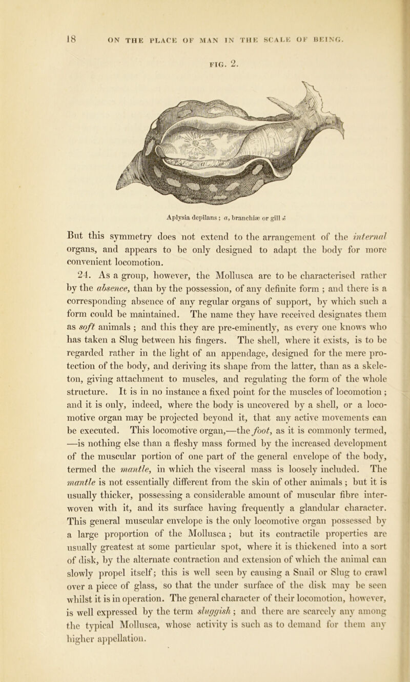 FIG. 2. Aplysia depilans ; a, branchiae or gill A But this symmetry does not extend to the arrangement of the internal organs, and appears to be only designed to adapt the body for more convenient locomotion. 24. As a group, however, the Mollusca are to be characterised rather by the absence, than by the possession, of any definite form ; and there is a corresponding absence of any regular organs of support, by which such a form could be maintained. The name they have received designates them as soft animals ; and this they are pre-eminently, as every one knows who has taken a Slug between his fingers. The shell, where it exists, is to he regarded rather in the light of an appendage, designed for the mere pro- tection of the body, and deriving its shape from the latter, than as a skele- ton, giving attachment to muscles, and regulating the form of the whole structure. It is in no instance a fixed point for the muscles of locomotion ; and it is only, indeed, where the body is uncovered by a shell, or a loco- motive organ may be projected beyond it, that any active movements can be executed. This locomotive organ,—the foot, as it is commonly termed, —is nothing else than a fleshy mass formed by the increased development of the muscular portion of one part of the general envelope of the body, termed the mantle, in which the visceral mass is loosely included. The ynantle is not essentially different from the skin of other animals; hut it is usually thicker, possessing a considerable amount of muscular fibre inter- woven with it, and its surface having frequently a glandular character. This general muscular envelope is the only locomotive organ possessed by a large proportion of the Mollusca; but its contractile properties are usually greatest at some particular spot, where it is thickened into a sort of disk, by the alternate contraction and extension of which the animal can slowly propel itself; this is well seen by causing a Snail or Slug to crawl over a piece of glass, so that the under surface of the disk may be seen whilst it is in operation. The general character of their locomotion, however, is well expressed by the term sluggish ; and there are scarcely any among the typical Mollusca, whose activity is such as to demand for them any higher appellation.