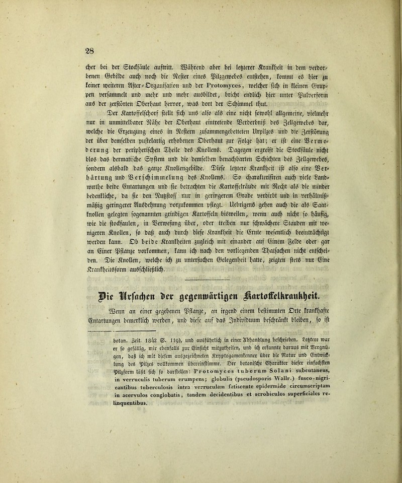 eher bet ber ©tocffäule auftritt. 933ährenb aber bei legerer Kranfheit tn bem verborg benett ©ebilbe auch r.odE) bie Hefter ctncS fßilagetvebeS entfielen, fomnit cS f)tet $u feiner weiteren §lfter#Drganifation tmb ber Protomyces, welcher ftcf> in fleincn @rüp# pen verfammclt unb mefjr tmb mefjr auSbilbet, bricht cnblid) f)ier unter Pulverform aus ber jerftörten Dberhaut I)er»or, was bort ber ©Fimmel tl)nt. 2)er Kartoffelfchorf ftellt ftd) unS alfo als eine nid)t fctvotjf allgemeine, vielmehr nur in unmittelbarer 9?äl)c ber EDberhaut eintretenbe 93crberbntfi beS ßdtgcwebeS bar, welche bie (Erzeugung ctneS in Heftern jufammengebetteten Urpi^eS nnb bie ßerftbruttg ber über bcmfelben puftelartig erhobenen Dber^aut jur golge I;at; er ift eine 93ermo* beruttg ber peripherifchen Steile beS Knollens, dagegen ergreift bie ©tocffäule nicht bloß baS bermattfehe ©pftent unb bie bemfelben benad)barten ©d)icl)ten beS 3e^9cn?ebeS, fonbern alSbalb baS ganje Knollengebilbe. ©iefe letztere Kranfheit ift alfo eine 93 er# härtung unb 93erfcf) im tue hing beS Knollens. ©o charafteriftren auch viele Sanb# wtrtl)e beibe (Entartungen unb fte betrachten bie Kartoffelräubc mit Siecht als bie minber bebenflid)e, ba fte beit Sktjftoff nur in geringerem ®rabe verbirbt unb in Verhältnis mäfiig geringerer SluSbehnting vorsufommen pflegt. UebrigenS gehen auef) bie als ©aat# fnollen gelegten fogenamtten grtnbigeit Kartoffeln bisweilen, Wenn auch nicht fo f)ä»ftg, wie bie ftocffanlen, in 93erwefung über, ober treiben nur fd)Wäd)ere ©tauben mit we# ntgeren Knollen, fo bap auch bwd; biefe Kranfl)eit bie (Srnte wefentlicf) beeinträchtigt werben fann. 0b beibe Kranfheiten jugleich mit etnanber auf (Einem gelbe ober gar an (Einer Pflanze vorf'ommen, fann ich nach ben vorlicgenbeit 3:b)atfadhen nid)t entfdtei# ben. 2)te Knollen, welche id) 31t unterfuchcn ©elegenlfcit hatte, zeigten ftetS nur (Sine Kranfl)eitSfortn auSfcf)tie#lich- Qxe 1Krfad)crt X»cr $£ßemtJ artigen $*artoffelkrankl)eit 2ßettn an einer gegebenen Pflanze, an irgenb einem beftimmten £)rte franfhafte (Entartungen bemerflid) werben, unb biefe auf baS gnbivtbuum befdjränft bleiben, fo ift faotan. Seit. 1842 @. 1 lg), unb auSfüt)rIi<^ in einer 2fbtjanbtung befdjrieben. Echtere war er fo gefällig, mir ebenfalls jur ©nficfit mitsutfjeiten, unb ich erlannte barauS mit SBcrgnüs gen, bap ich mit biefem ausgezeichneten ätrvptogamenfenner über bie STCatur unb (Sntmicf# lung beS ^SitgeS »otltommen übereinftimme. £>er botanifefje Sfjaratter biefer einfachen spilZform läjjt ftdj fo barftellen: Protomyces tuberum Solani subcutaneus, in verruculis tuberum erumpens; globulis (pseudosporis Wallr.) fusco-nigri- cantibus tuberculosis intra verruculam fatiscente epidermide circumscriptam in acervulos conglobatis, tandem decidentibus et scrobiculos superficiales re- linquentibus. /