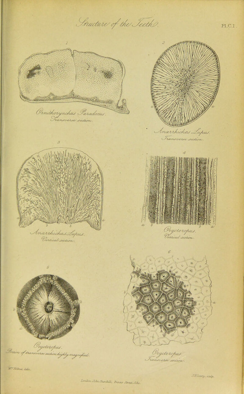 Pl.Cl. J€C^t/^-. 3^ ^Jlel/Hts, dtilTL. y,oN.« ®- ,^! J.JVL lcrui^n.J.ht<yuu^iij,^ Strr^t.S^, ■f‘»’ry. fiuip.