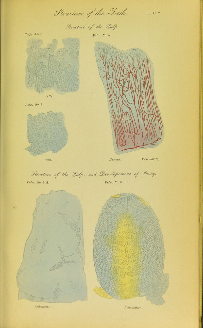 Pulp, No. 3. ^iuc^uie Me Pulp, No. ft. Pulp, No. 4. iJuinaH. VasculaHly. ojf ide and ^evedo^iemen^ Maoty. Pulp, No. 3 A. Pulp, No.O. B. RHioulution. IMicvlalloi).