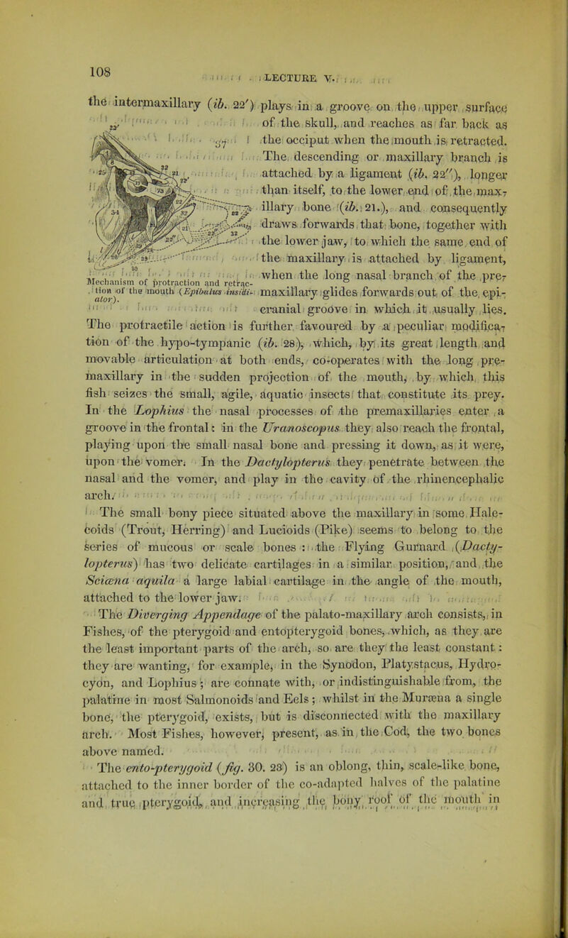 Ml. f . 1 LECTURE V./ I '■n-' 1; > < ; I 1 f: f. • I. thei .iutermaxillary (ib. 22'): plays tin .a groove, on tlio i upper surface oflitlie skull,.<and reaches astfar back as I ithe occipnt when the ;niouth,isi retracted. . The. descending or maxillary branch is I... attached by .a ligament (ib. 22,), longer ;! :: :• ntl^an itself, tOfthc lower, end(o£.the.maxT hone '(26.121.), and consequently 1, draws. fonvards, that; bone,, together with •' dhe lower jaw, ito, which the same, end of rn-,:.: , -.M.tlic maxillaryris attached by ligament, ^ ^ ; if: when the long nasaTbranch of the pre- Slechanism of protraction and retrnc- . . -i 020}-)°*^ ‘'>0'“Out** (Upf/xi/Ks.jVjsftff-i.maxillarytglides forwards out of the, epi- ■ f'” ■ ri; uit ci’anialt groove in which. 1 it .usually dies. The protractile faction I is further favoured by ,a, peculiar 1 modiheaT tion of the hypo^-tympanic (26. 28), ithich, by its great 1 length and movable articulation ■ at both’ends, coroperates'with the long .pre- maxillary in'the 'sudden projection of the mouthj .by which,, this tishf seizes‘the small, agile, aquatic insects f that constitute .its prey. In the [Lop6222s the nasal processes of the premaxillaries enter , a groove in the frontal: in the C/7-a22oscoj02<^ they, also,reach the frontal, playing upon the small nasal bone and pressing it down,; as, it were, upon' thei vomeri In the Z)«c(yZop^er22s. they, penetrate between the nasal and the vomer, and play in the cavity of the rhinencepbalic arch. • i;.'.’. . . n ..! II . :.'i f.:.. , „ !■ The small bony piece situated above the maxillary, in some Hale- fcoids (Trout, Herring) i and Lucioids (Pike) seems to belong to tjje Series of mucous or scale hones ;i..the Flying Gurnard ,(,Zlac<;y- lojjterus) has two delicate cartilages in a similar position,.'and the Scicena aquila a large labial cartilage in the angle of .the,mouth, attached to the lower jaw; f*--.- .' , ... . f; P. The Diverging Appendage of the palato-maxillary arch consists,, in Fishes, of the pterygoid-and entopterygoid bones,..which, as they, are the least important parts of the arch, so are theyfthe least constant: they are wanting, for example, iu the Synodon, Platystac.us, Hydro- cydn, andLophius'; are connate with, or,indistinguishable from, the palatine in most Salmonoidsmnd Eels ; whilst in the Muroena a single bone, the pterygoid, exists, hut is disconnected with the maxillary arch.' Most Fishes, howevorj present, as.in,the,God, the two bones above named. ento-pterygoid (Jig. 30. 23) is an oblong, thin, scale-like bone, attached to the inner border of the co-adapted halves of the palatine and tvuq q)tcrygo,id^, and.friyreasing